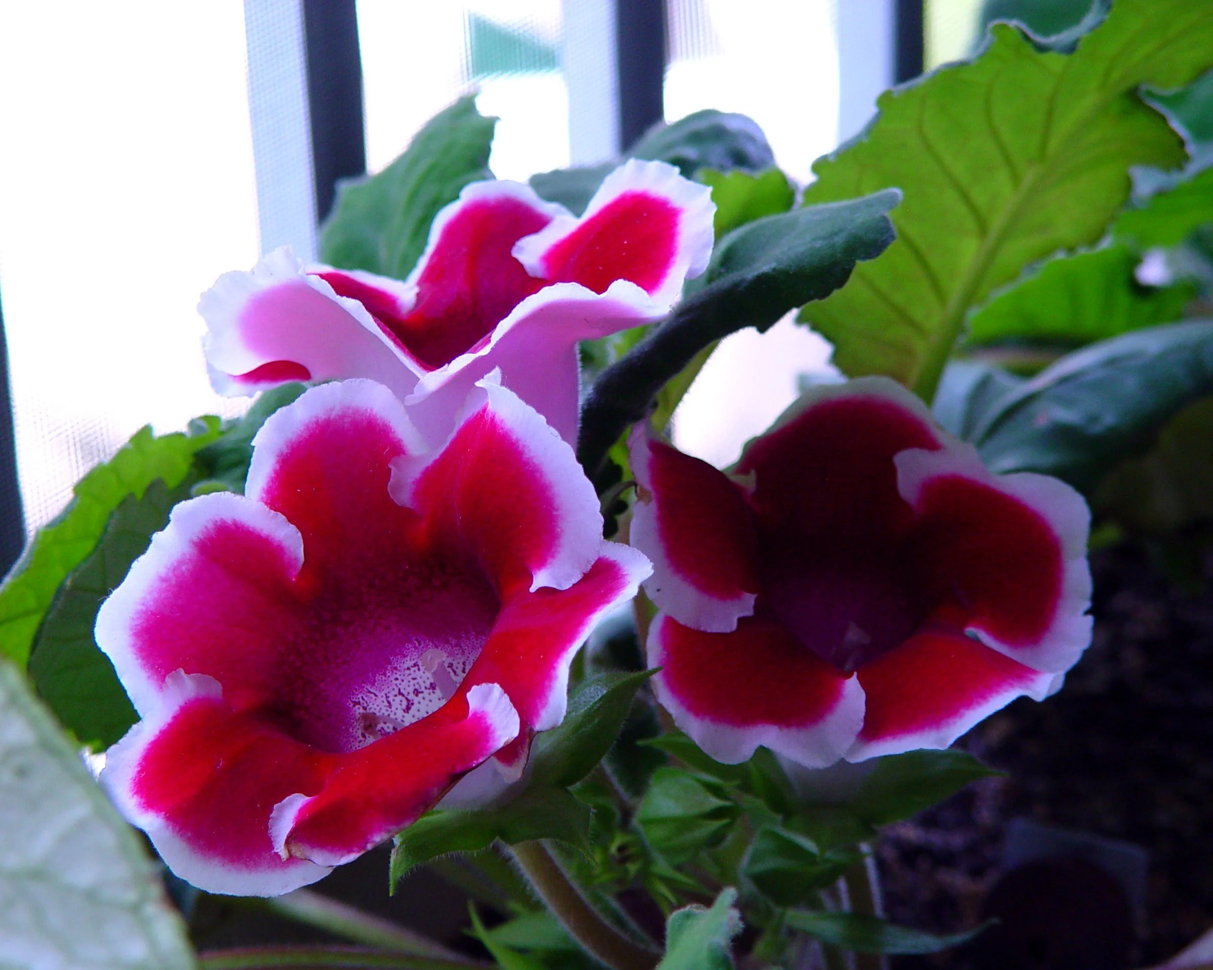 Gloxinia 'Kaiser Friedrich' - Image 3
