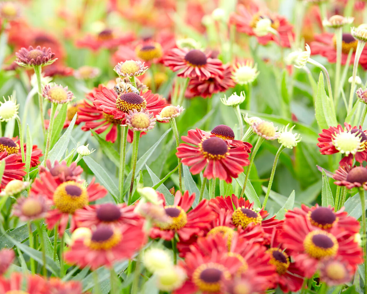 Helenium 'Siesta' - Image 11