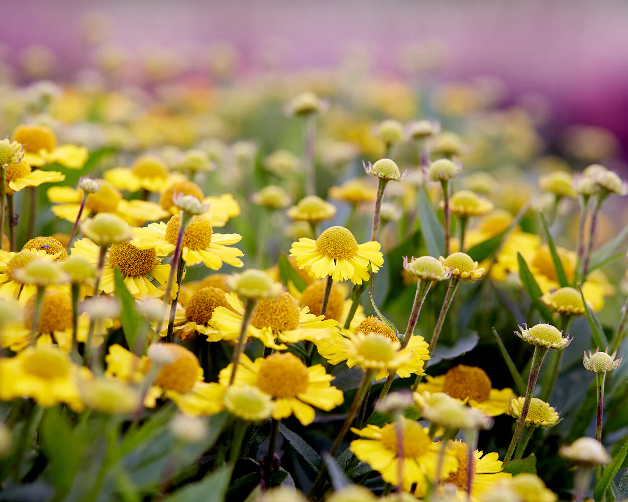 Helenium 'Sombrero' - Image 5