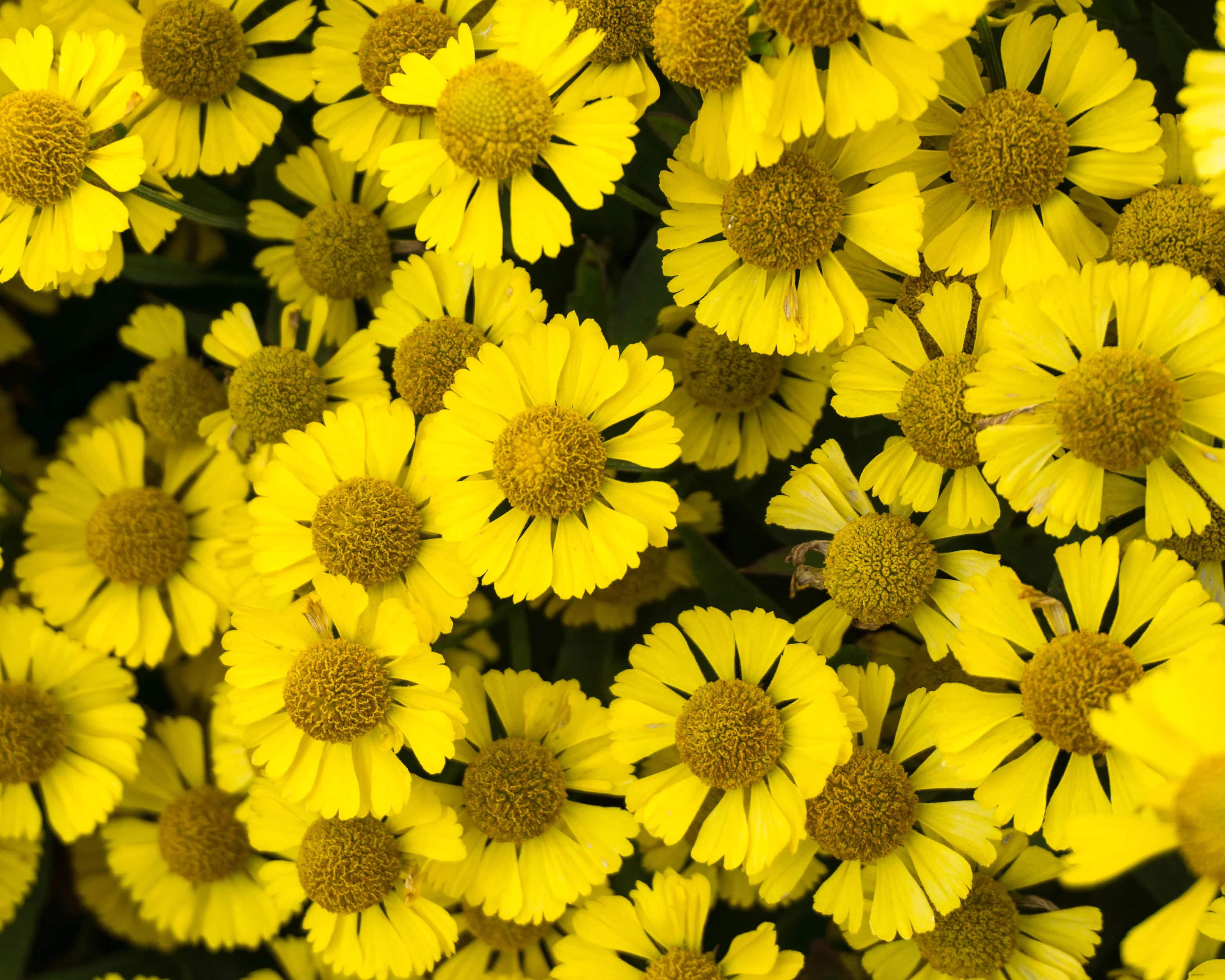 Helenium 'Sombrero' - Image 6