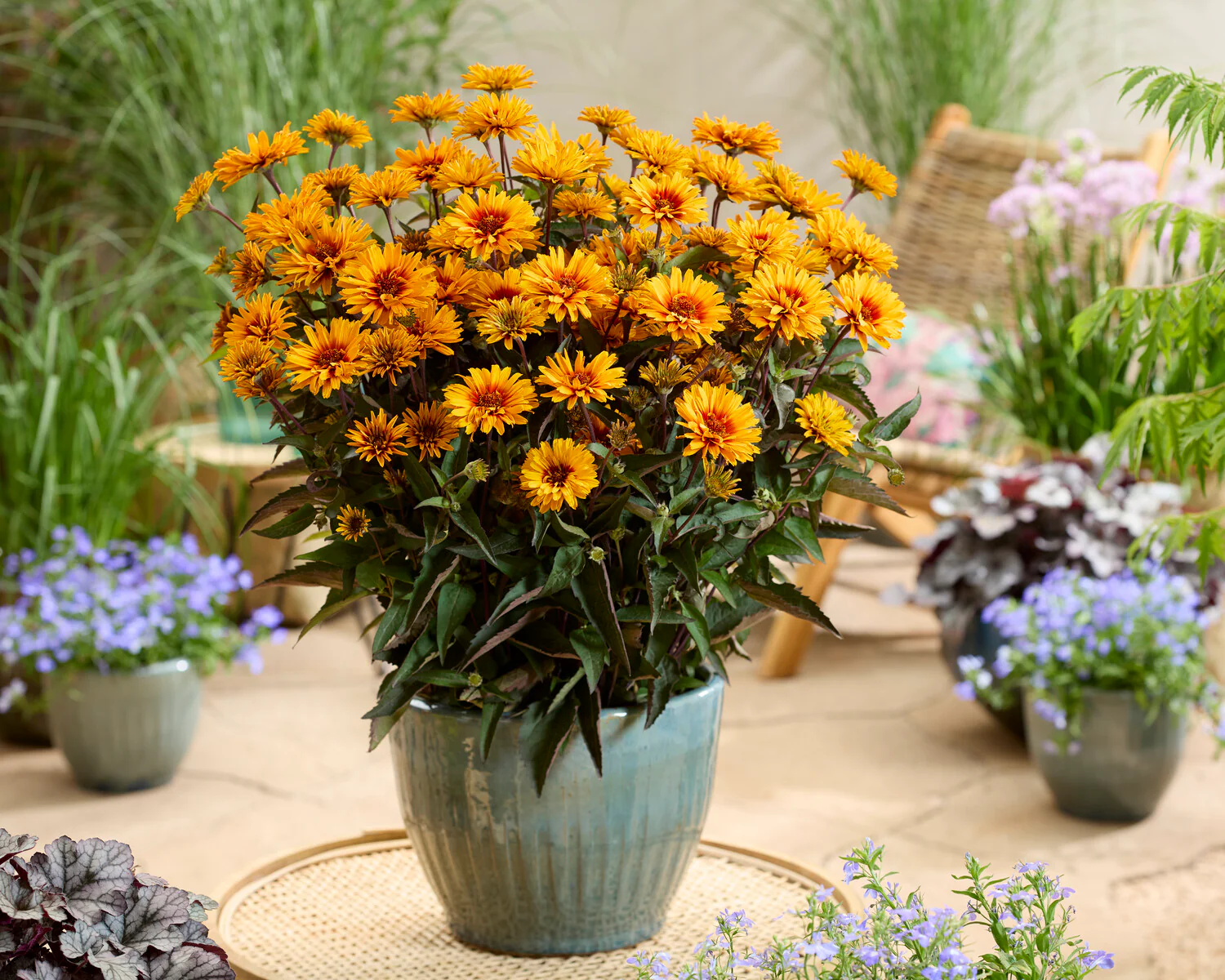 Heliopsis 'Sizzling Summer' - Image 3