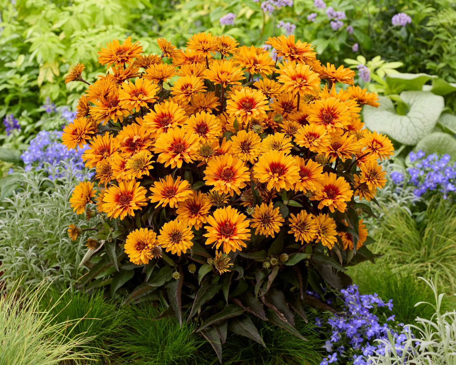 Heliopsis 'Sizzling Summer' - Image 5