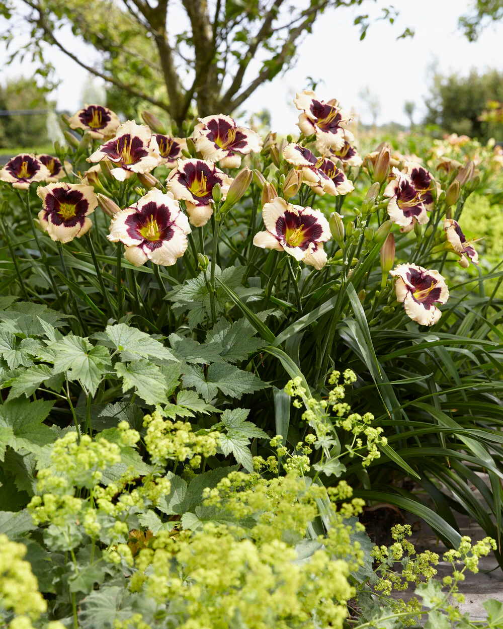 Hemerocallis 'Celebration of Angels' - Image 5
