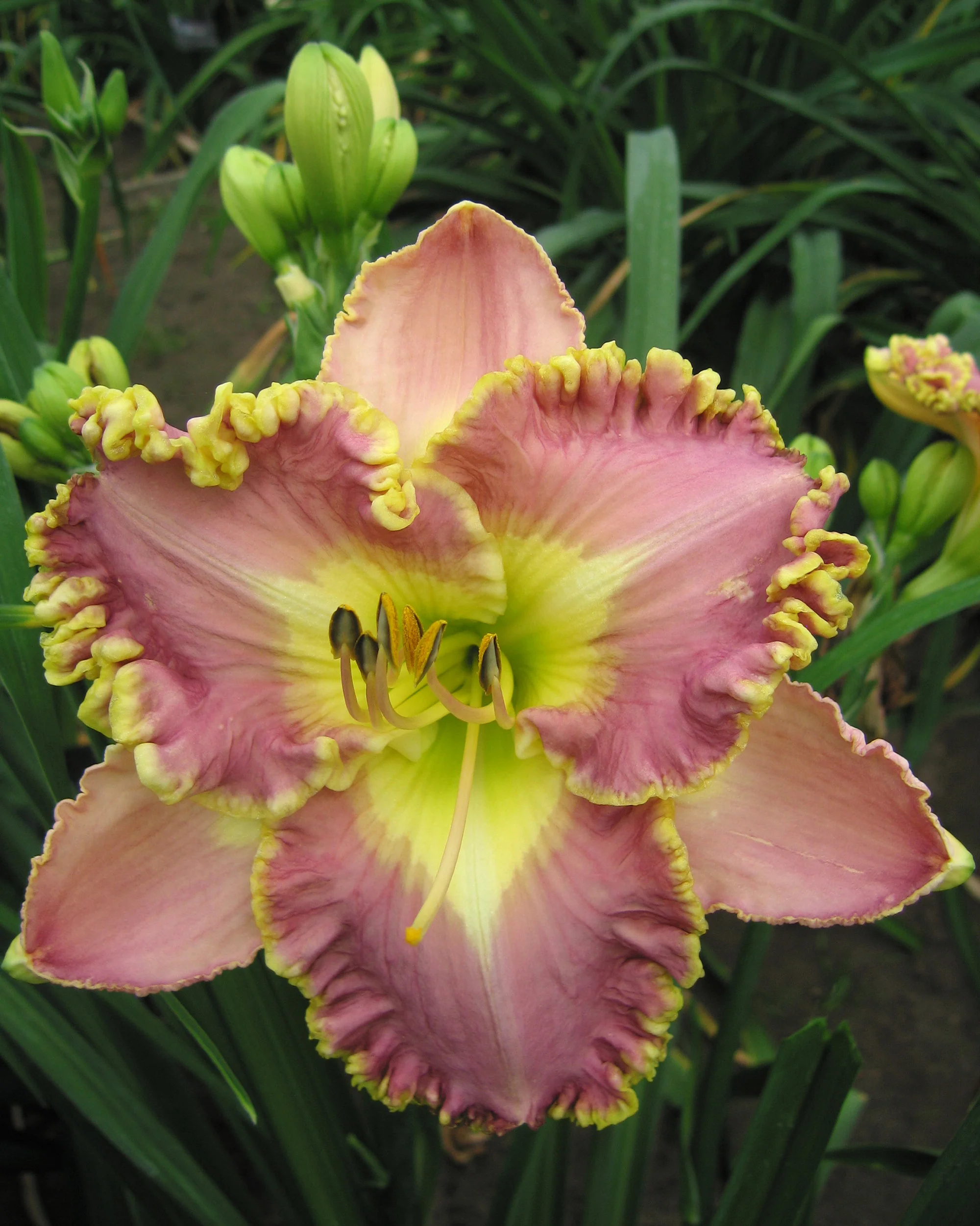 Hemerocallis 'Lavender Tutu' - Image 3