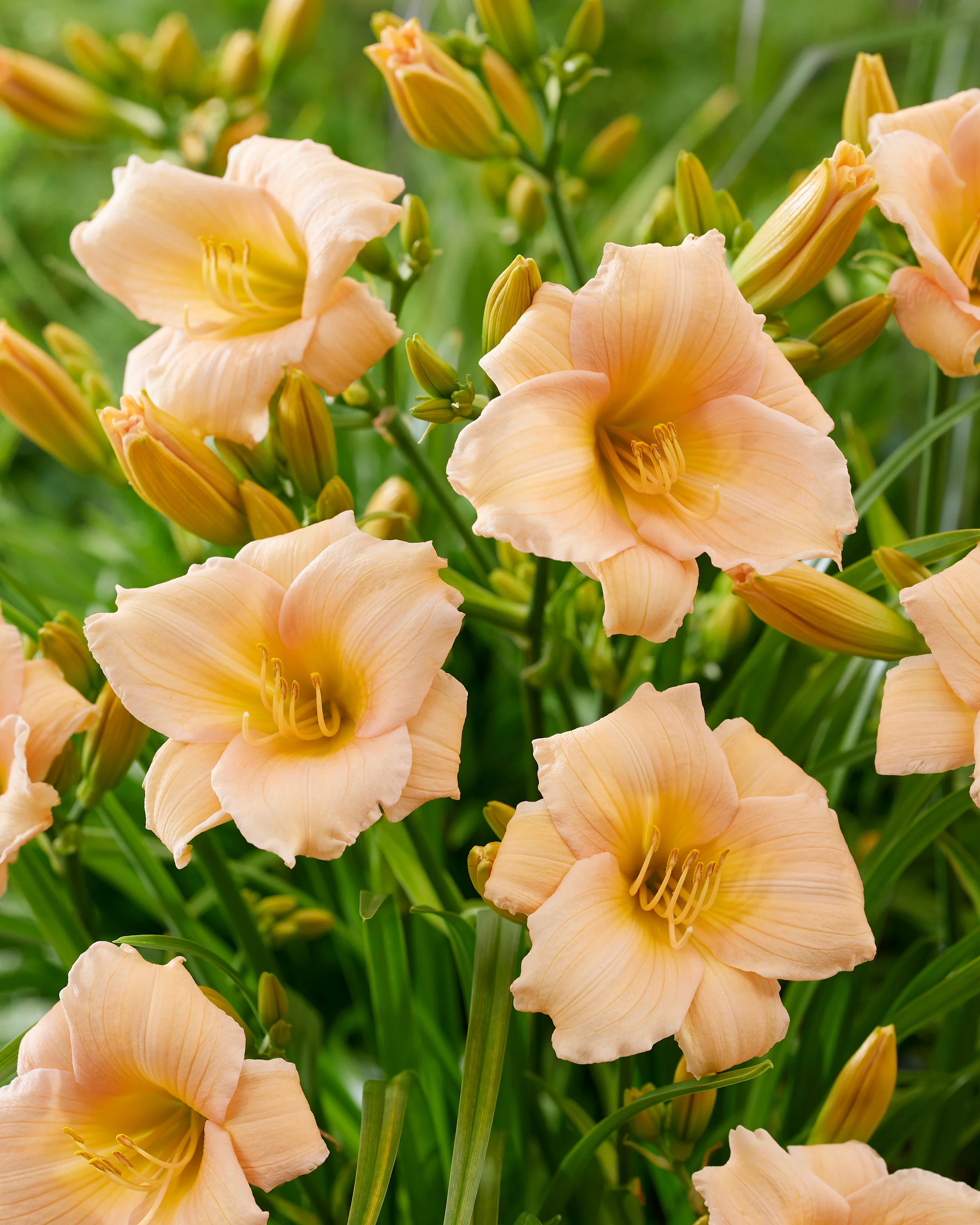 Hemerocallis 'Mini Pearl' - Image 3