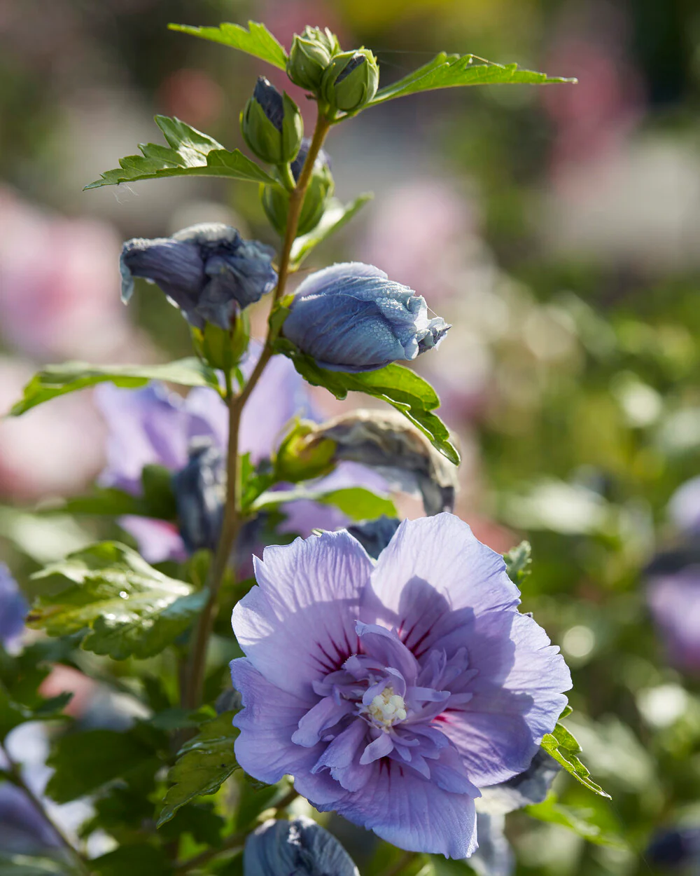 Hibiscus 'Blue Chiffon' - Image 5
