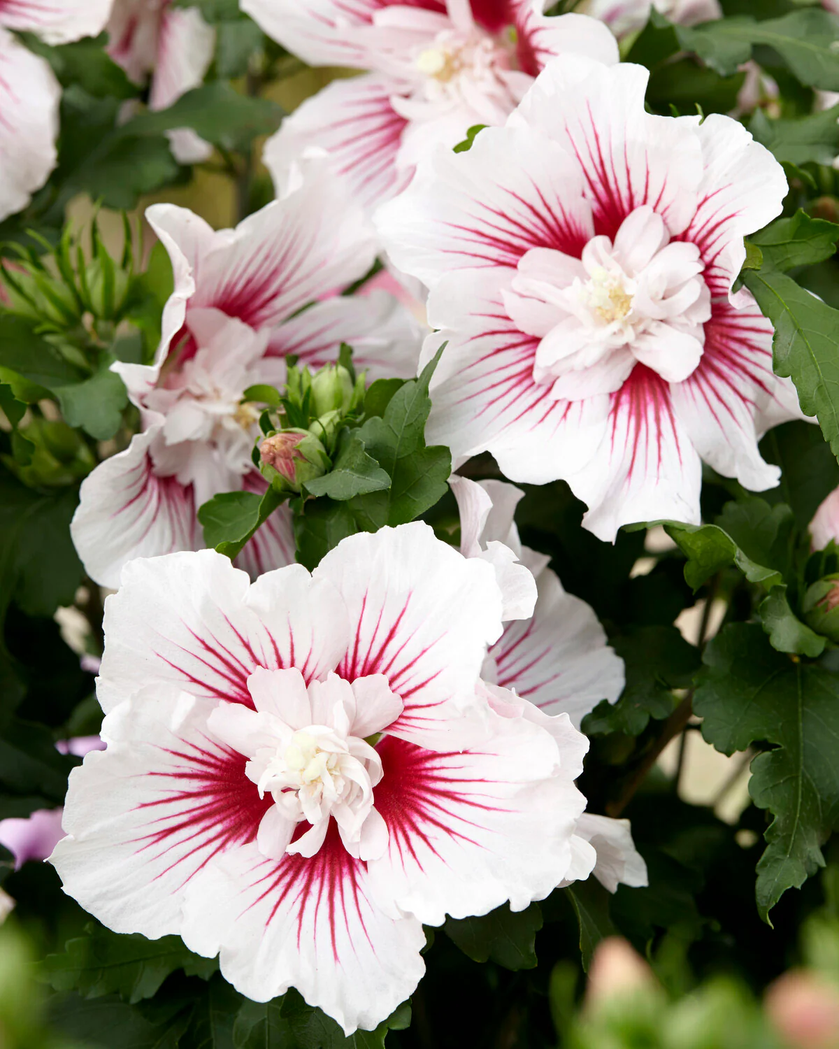 Hibiscus 'Starburst Chiffon'