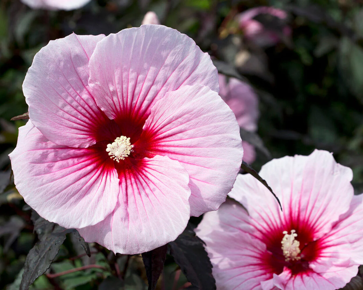 Hibiscus 'Summer Storm' - Image 4