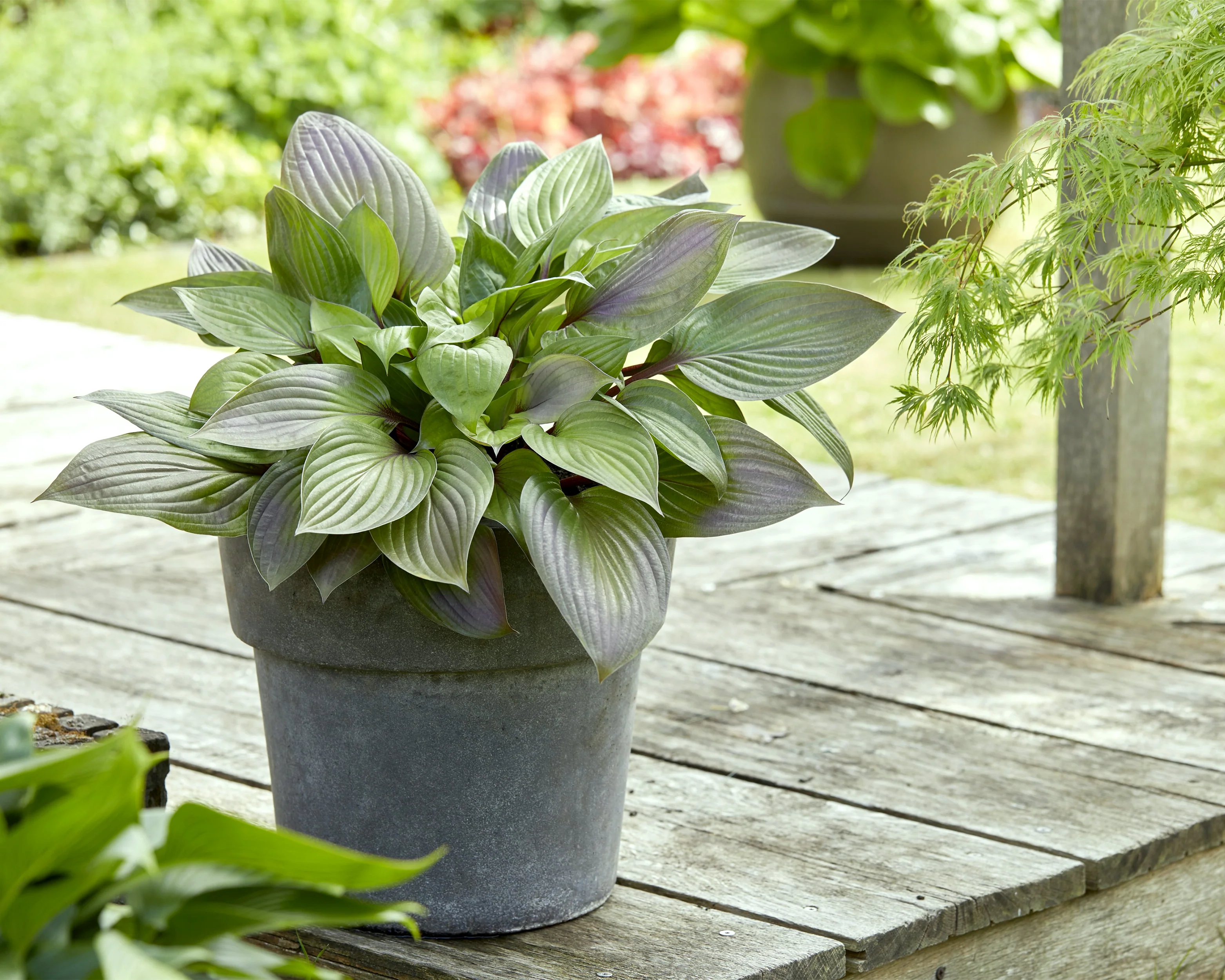 Hosta 'First Blush' - Image 3