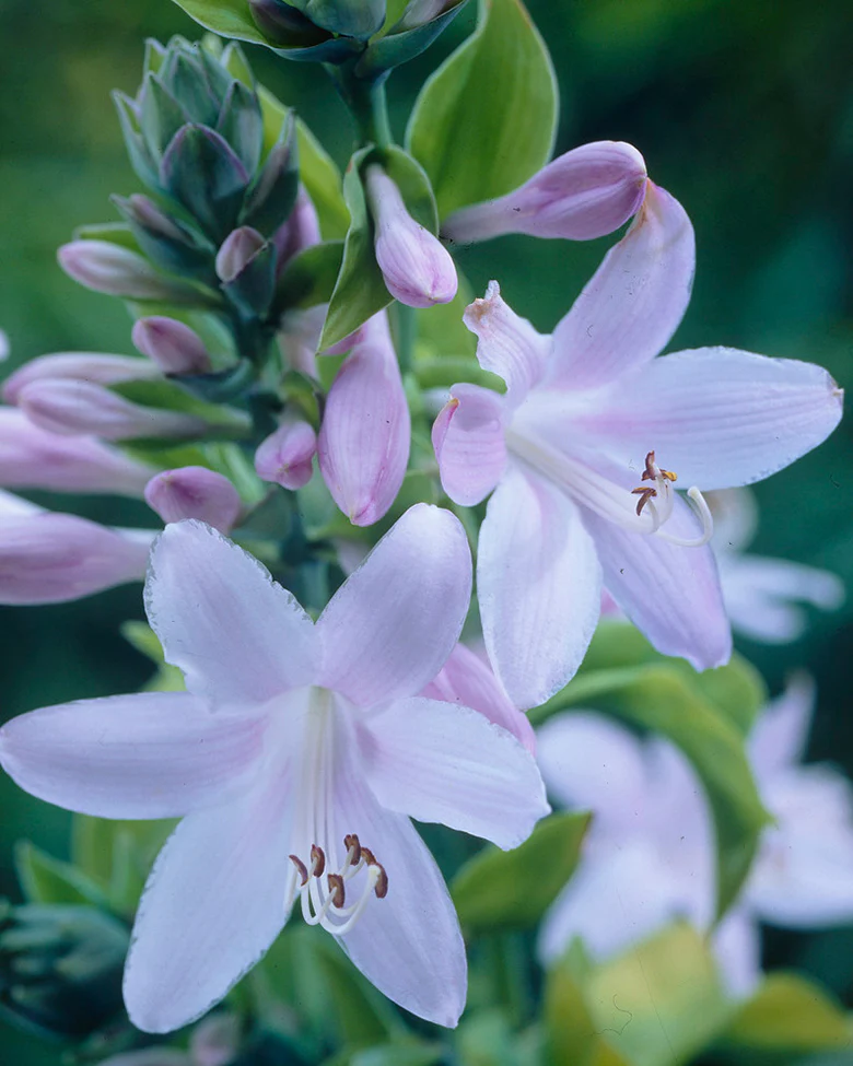 Hosta 'Guacamole' - Image 4