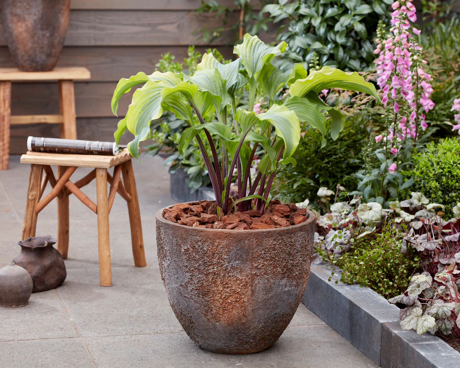 Hosta 'Monkey Business' - Image 4