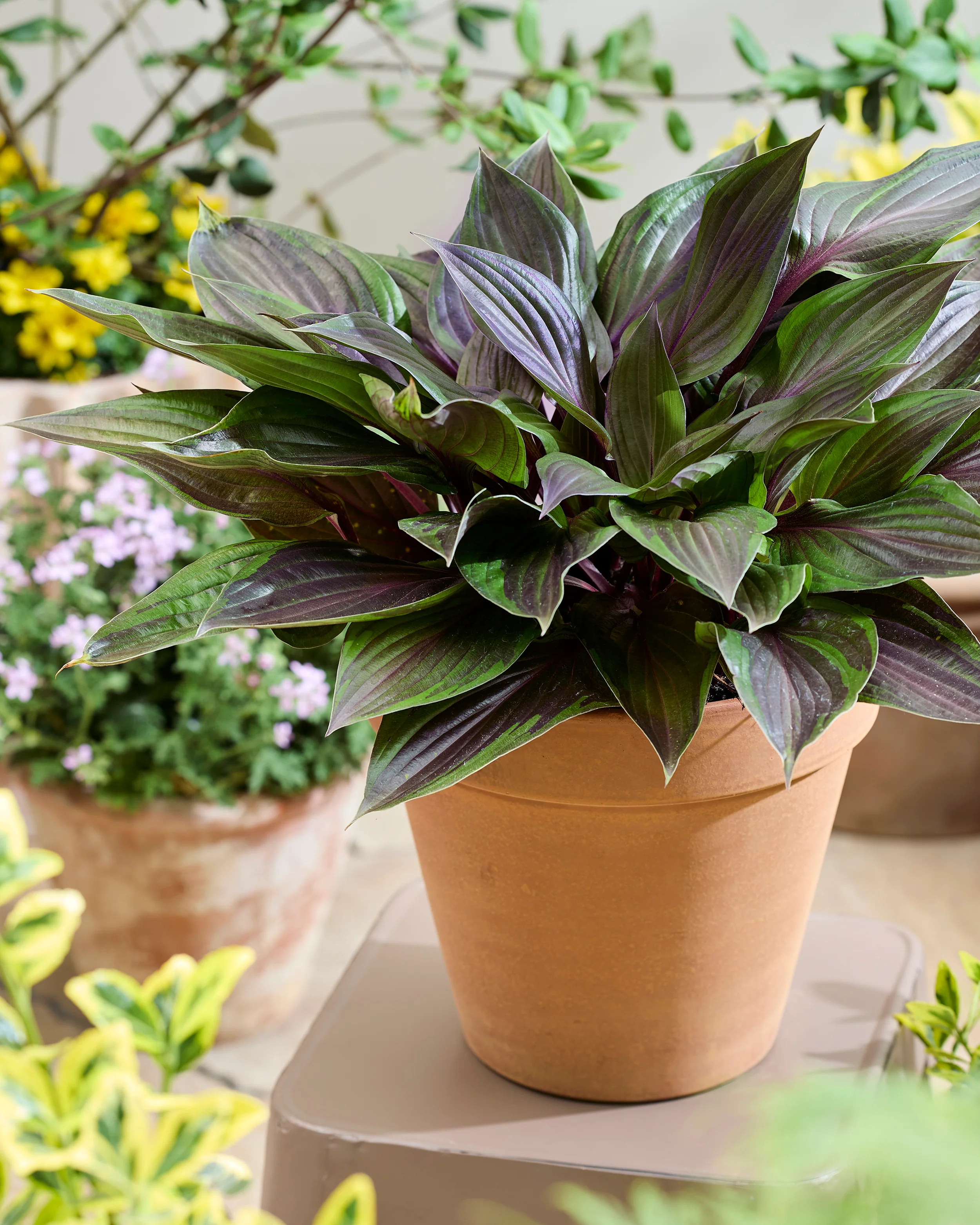 Hosta 'Red Ninja' - Image 4
