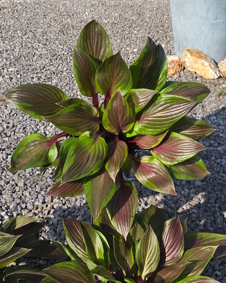 Hosta 'Red Ninja' - Image 6