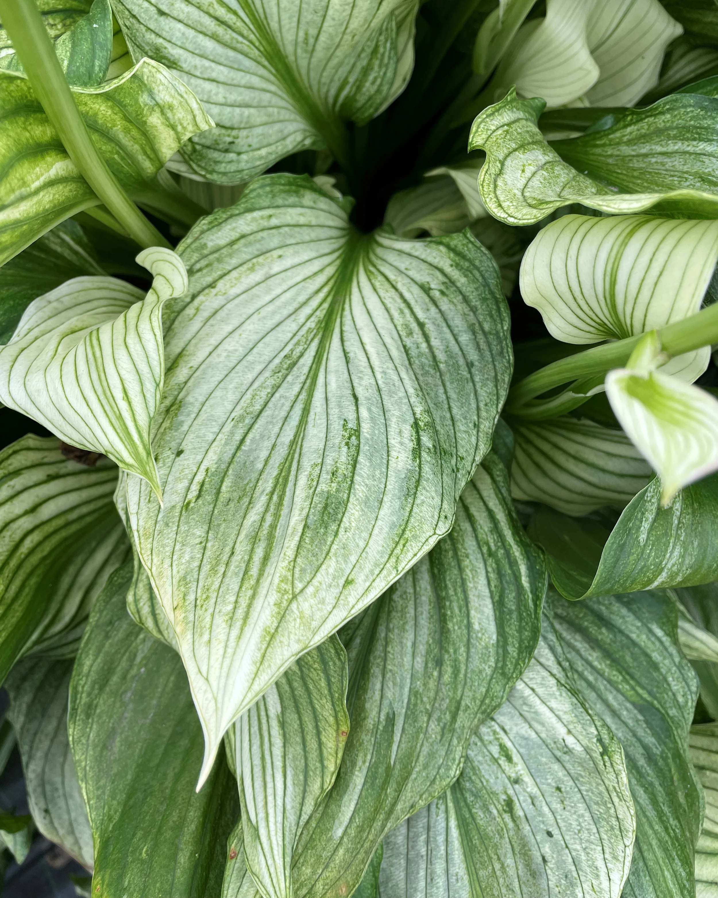 Hosta 'Zebra Stripes' - Image 3