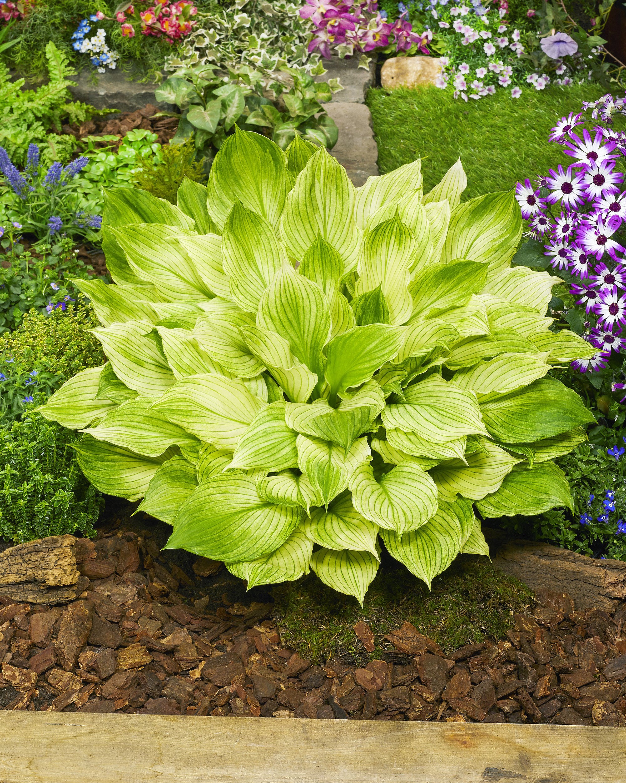 Hosta 'Zebra Stripes' - Image 5