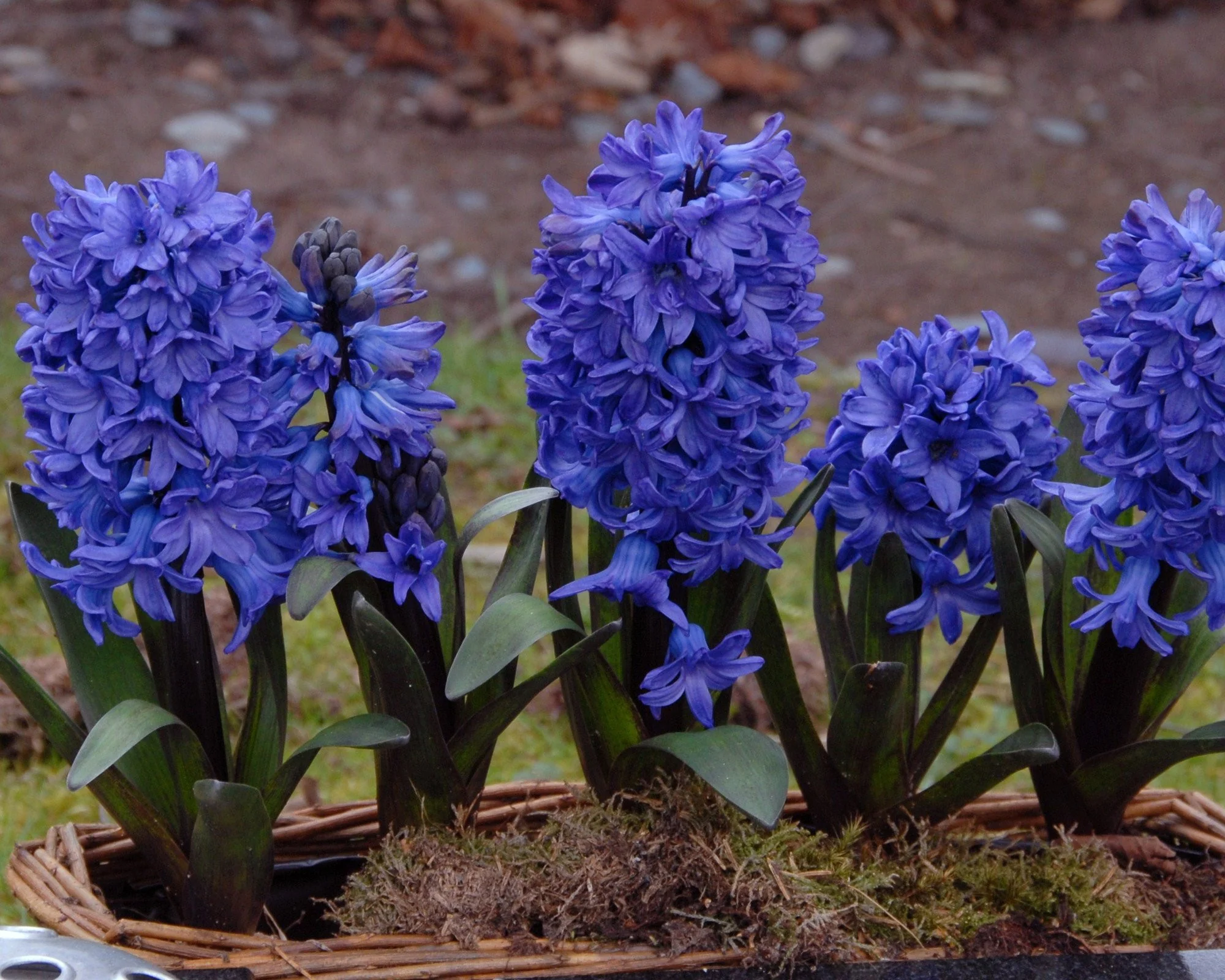 Hyacinth 'Blue Star' - Image 3