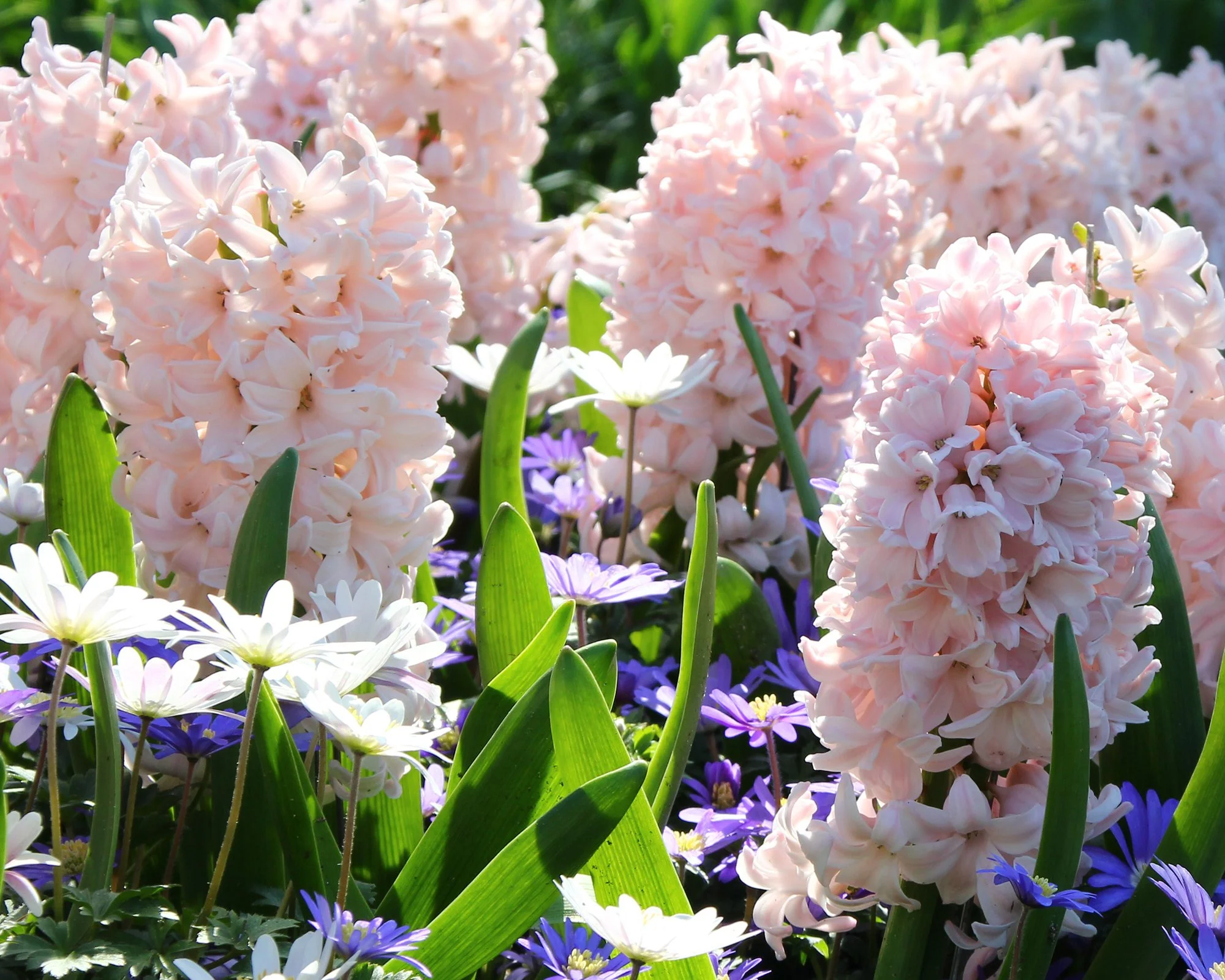 Hyacinth 'China Pink' - Image 3
