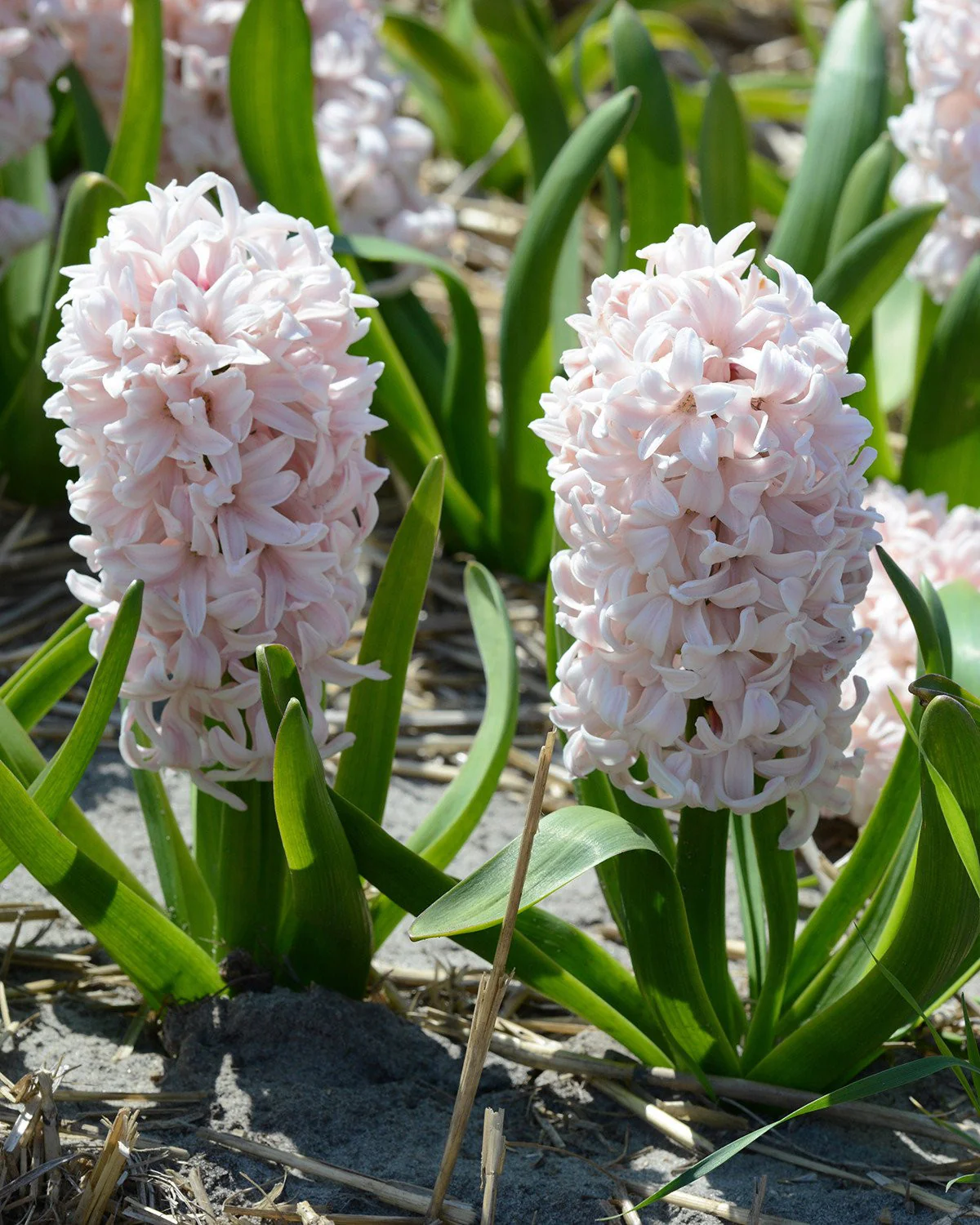 Hyacinth 'China Pink' - Image 7