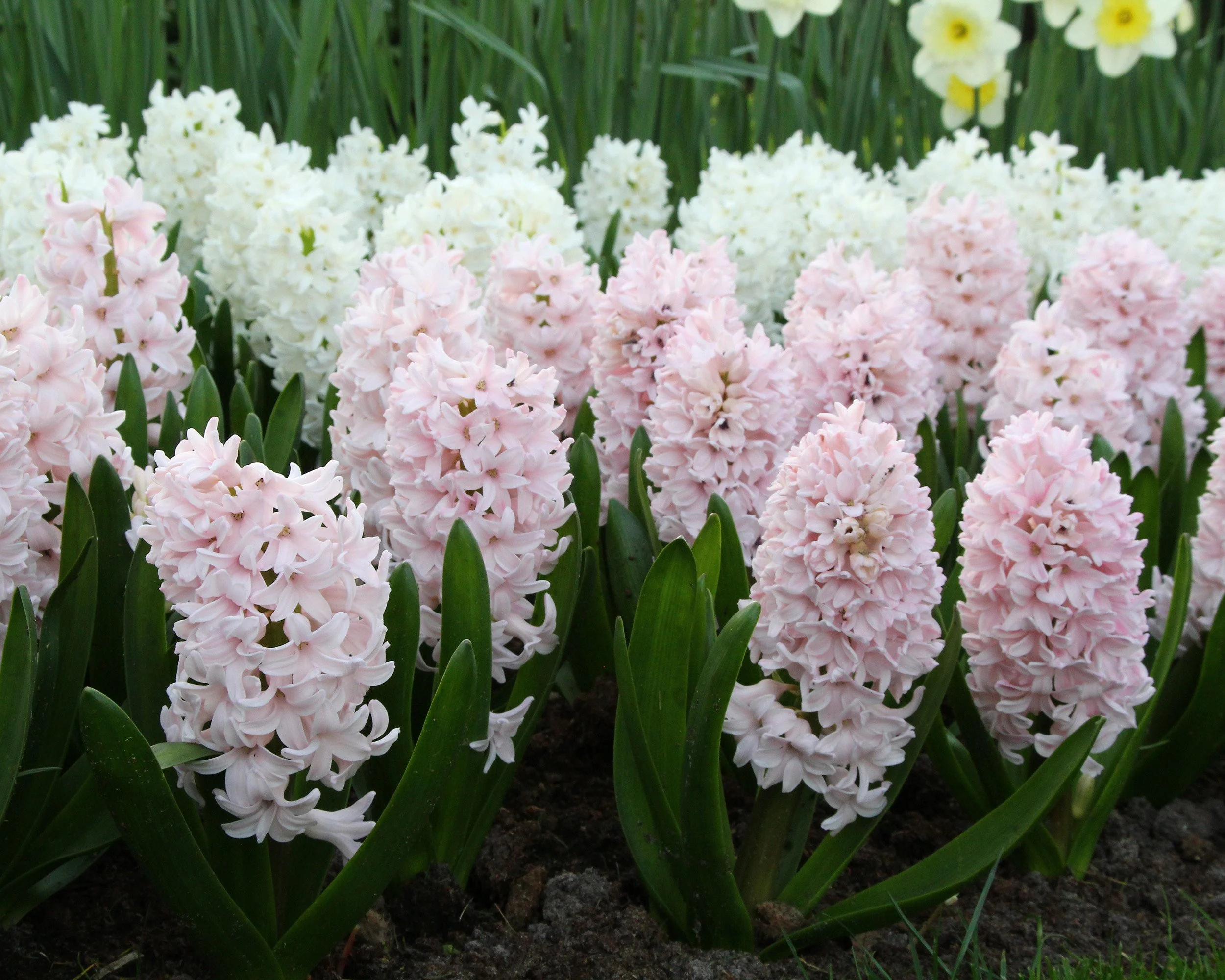 Hyacinth 'China Pink' - Image 9