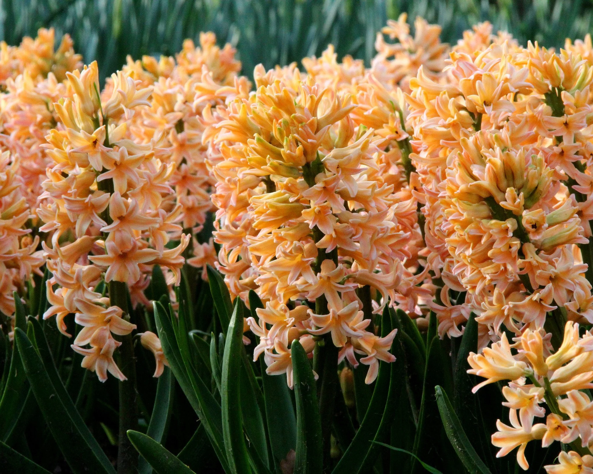 Hyacinth 'Gipsy Queen' - Image 5