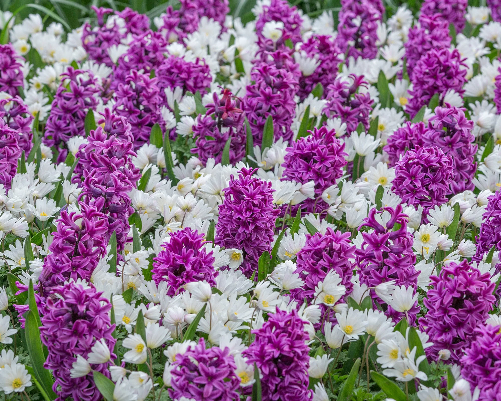 Hyacinth 'Miss Saigon' - Image 3