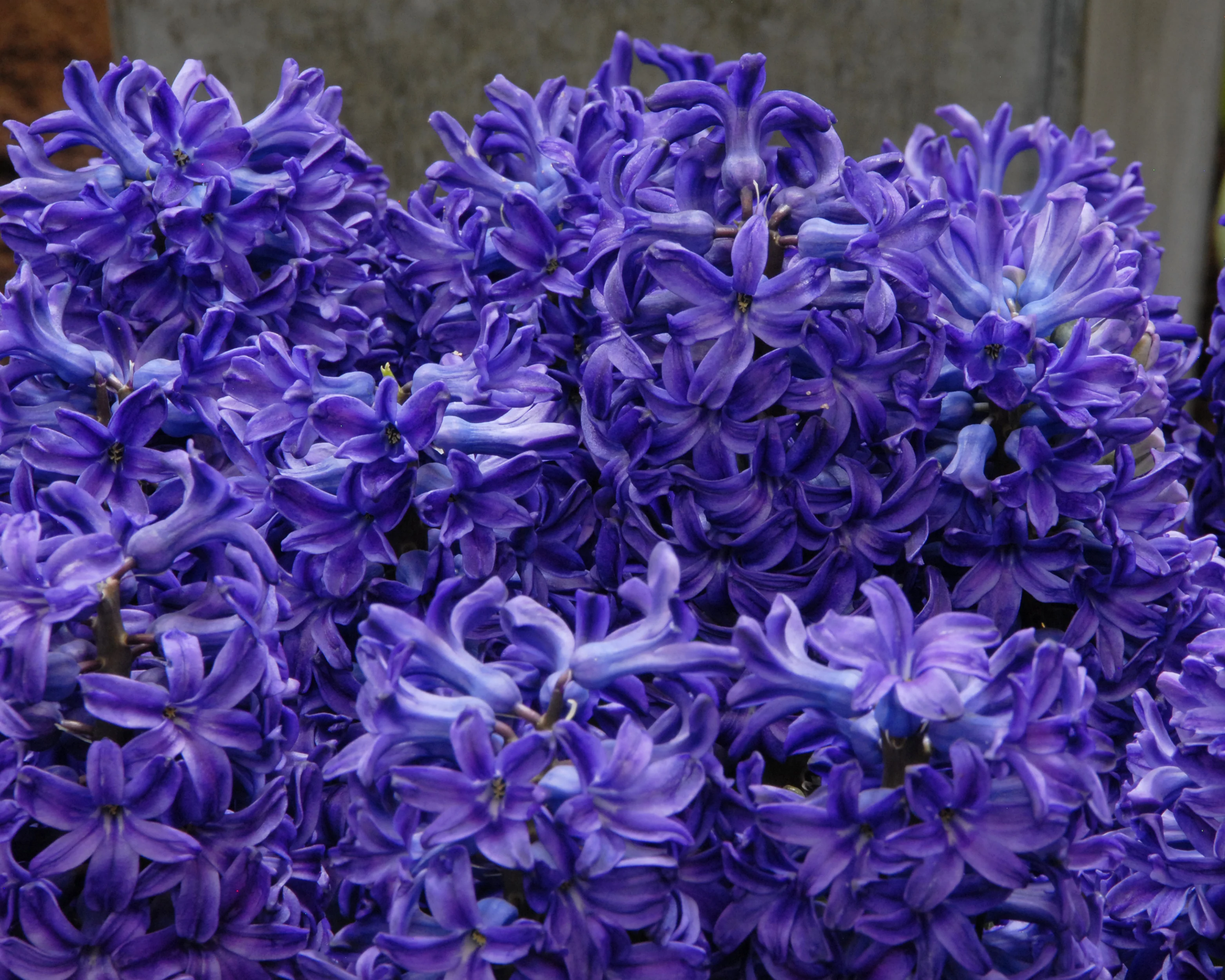 Hyacinth 'Peter Stuyvesant' - Image 3