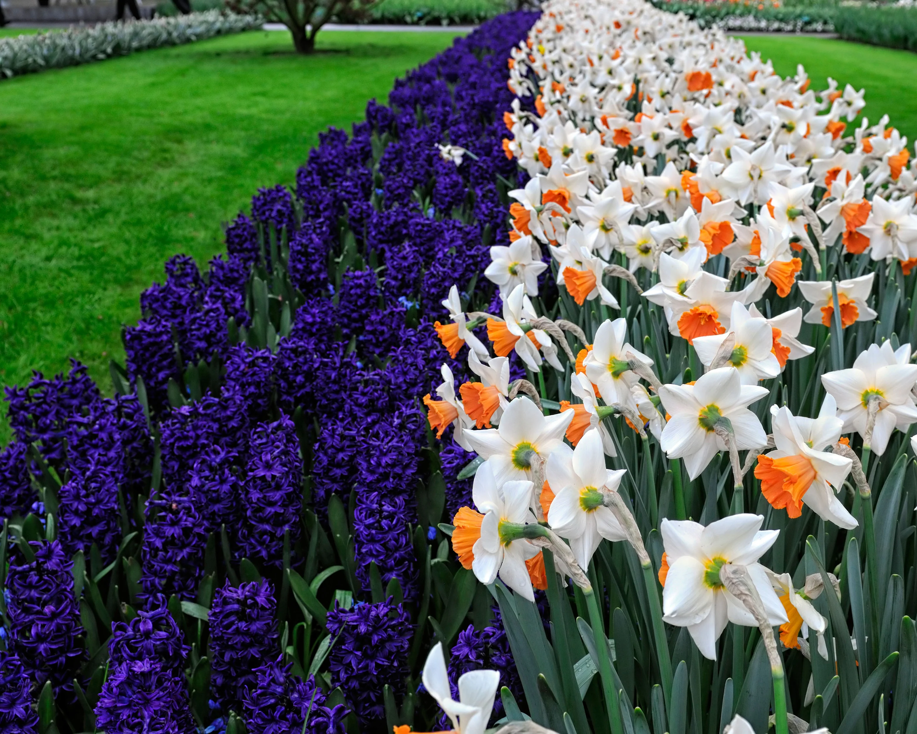 Hyacinth 'Peter Stuyvesant' - Image 5