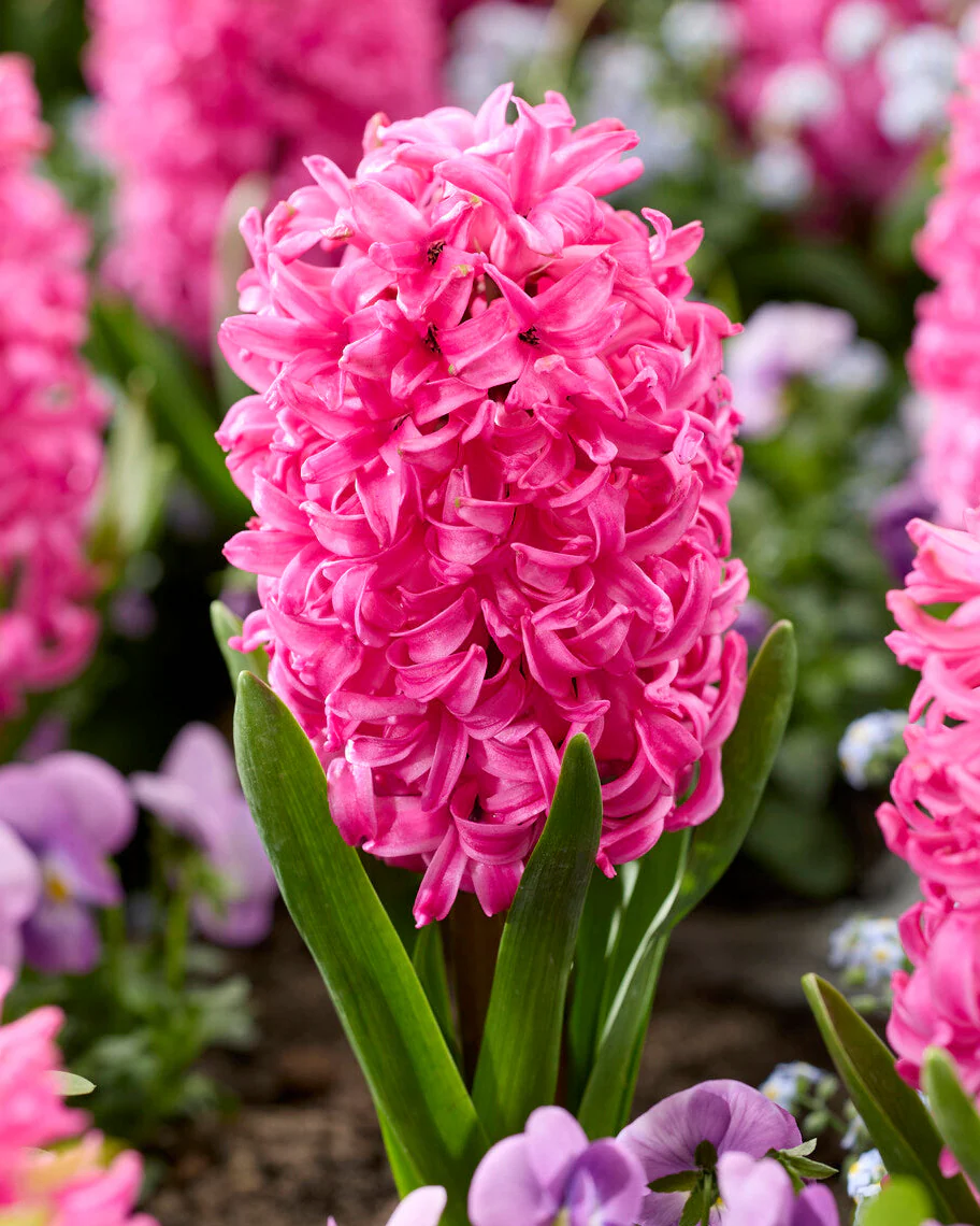 Hyacinth 'Scarlet Pearl'