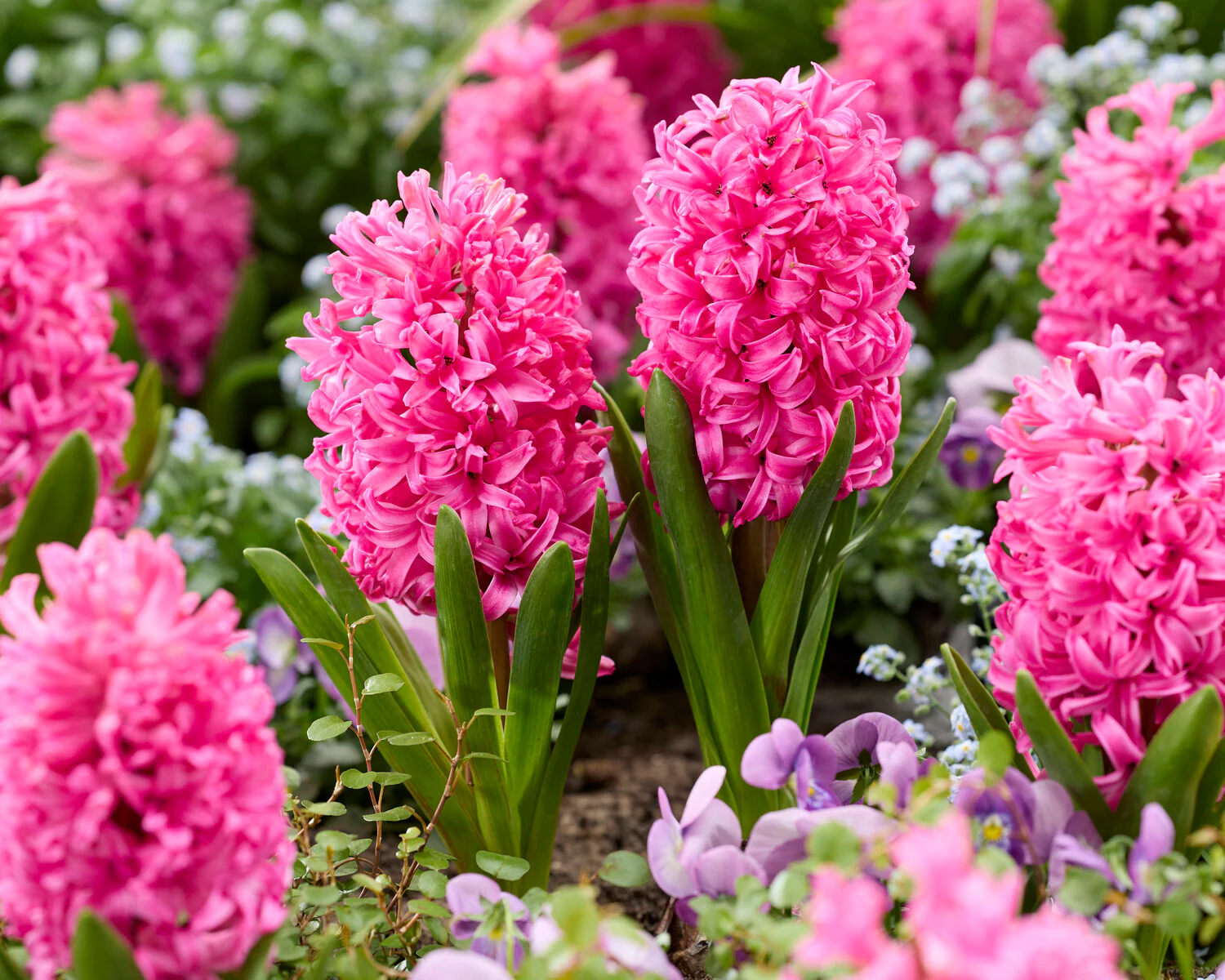 Hyacinth 'Scarlet Pearl' - Image 2
