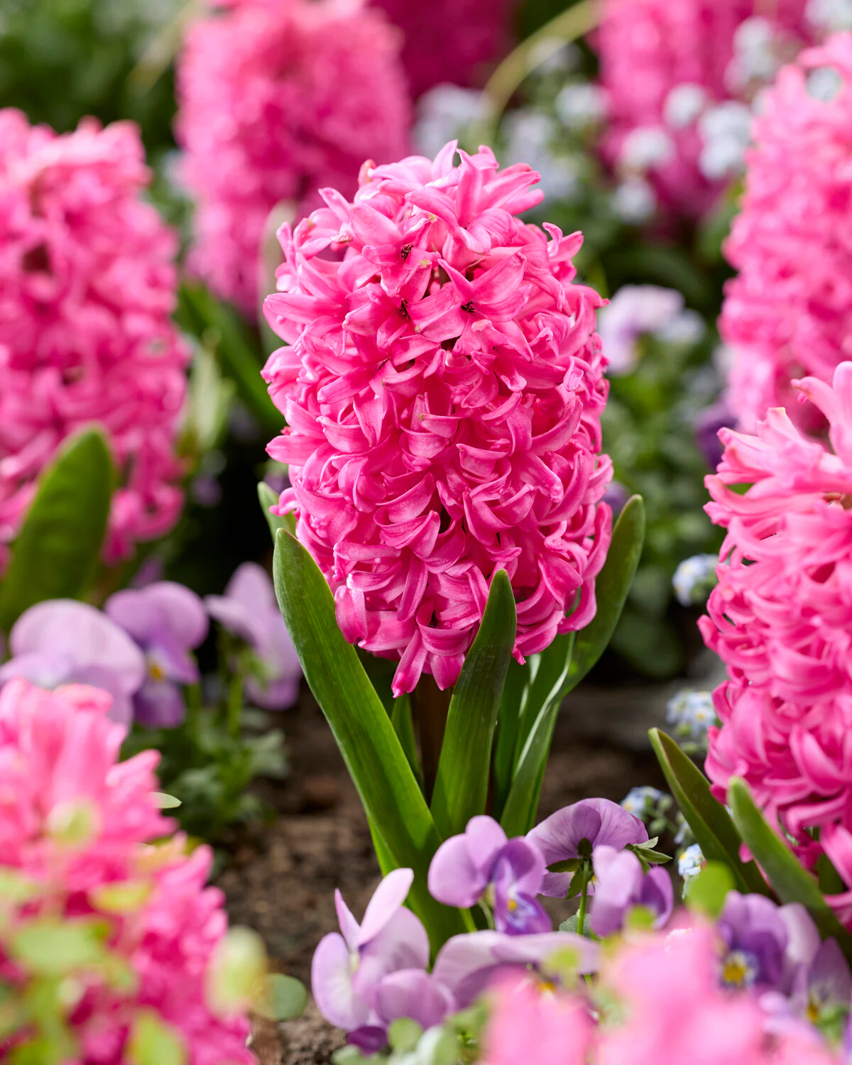 Hyacinth 'Scarlet Pearl' - Image 4