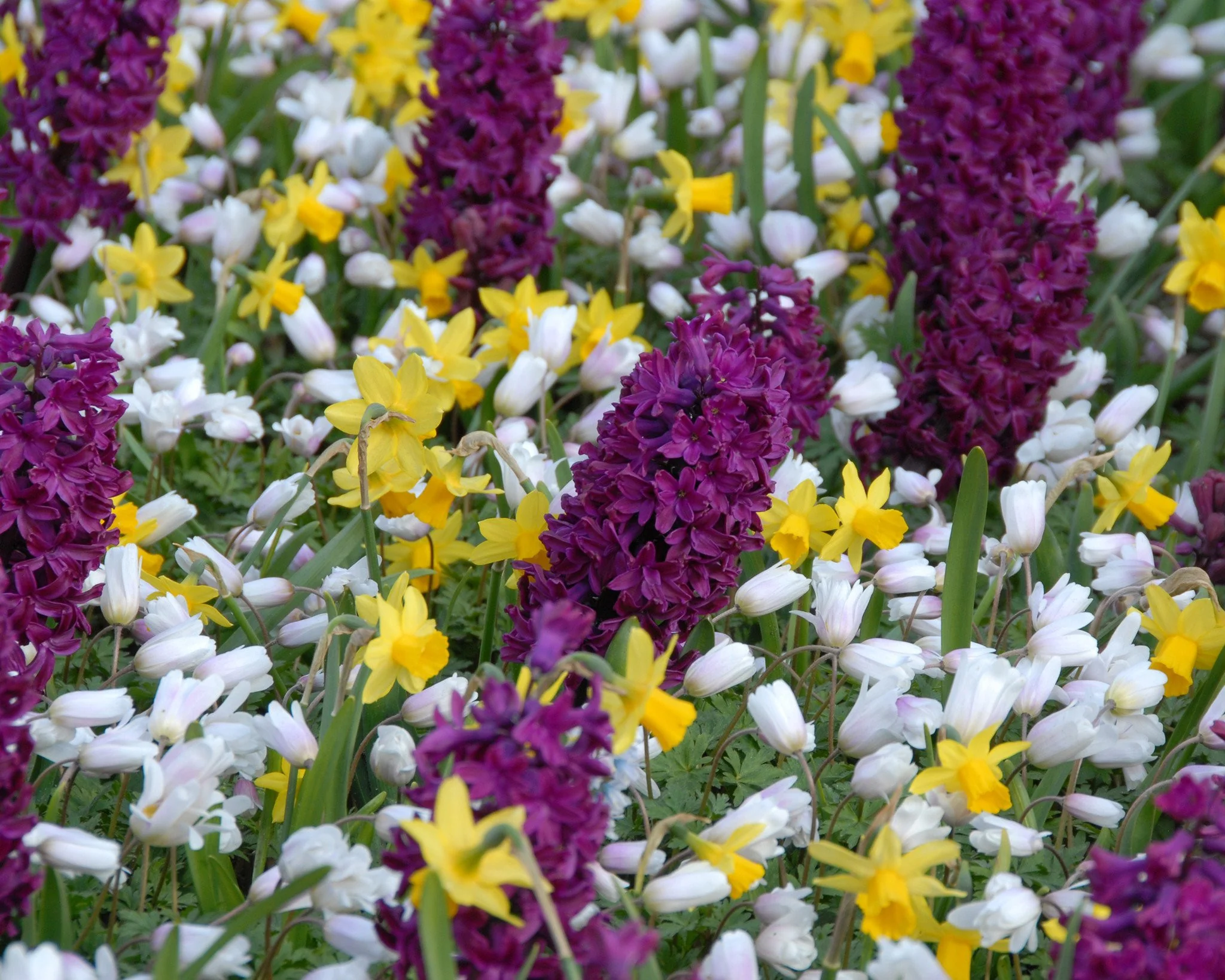 Hyacinth 'Woodstock' - Image 7