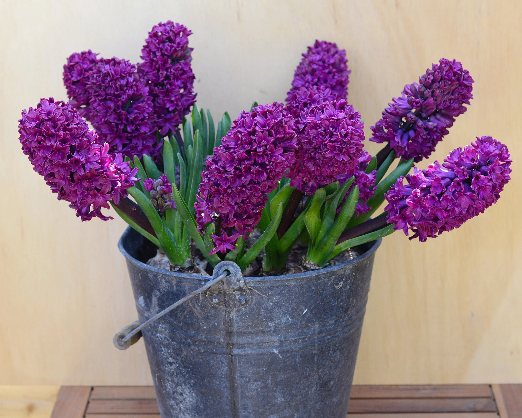 Hyacinth 'Woodstock' - Image 9