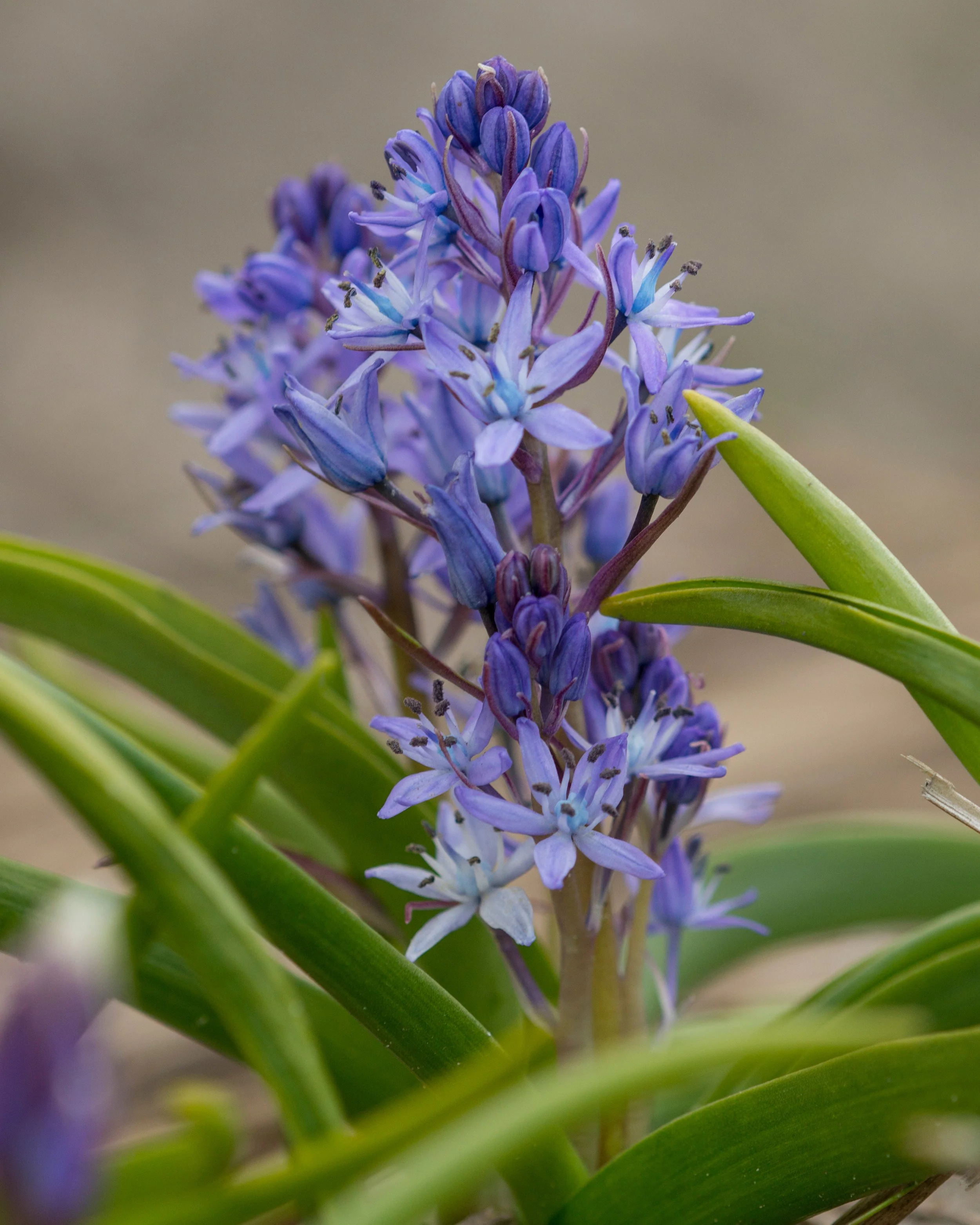 Hyacinthoides italica