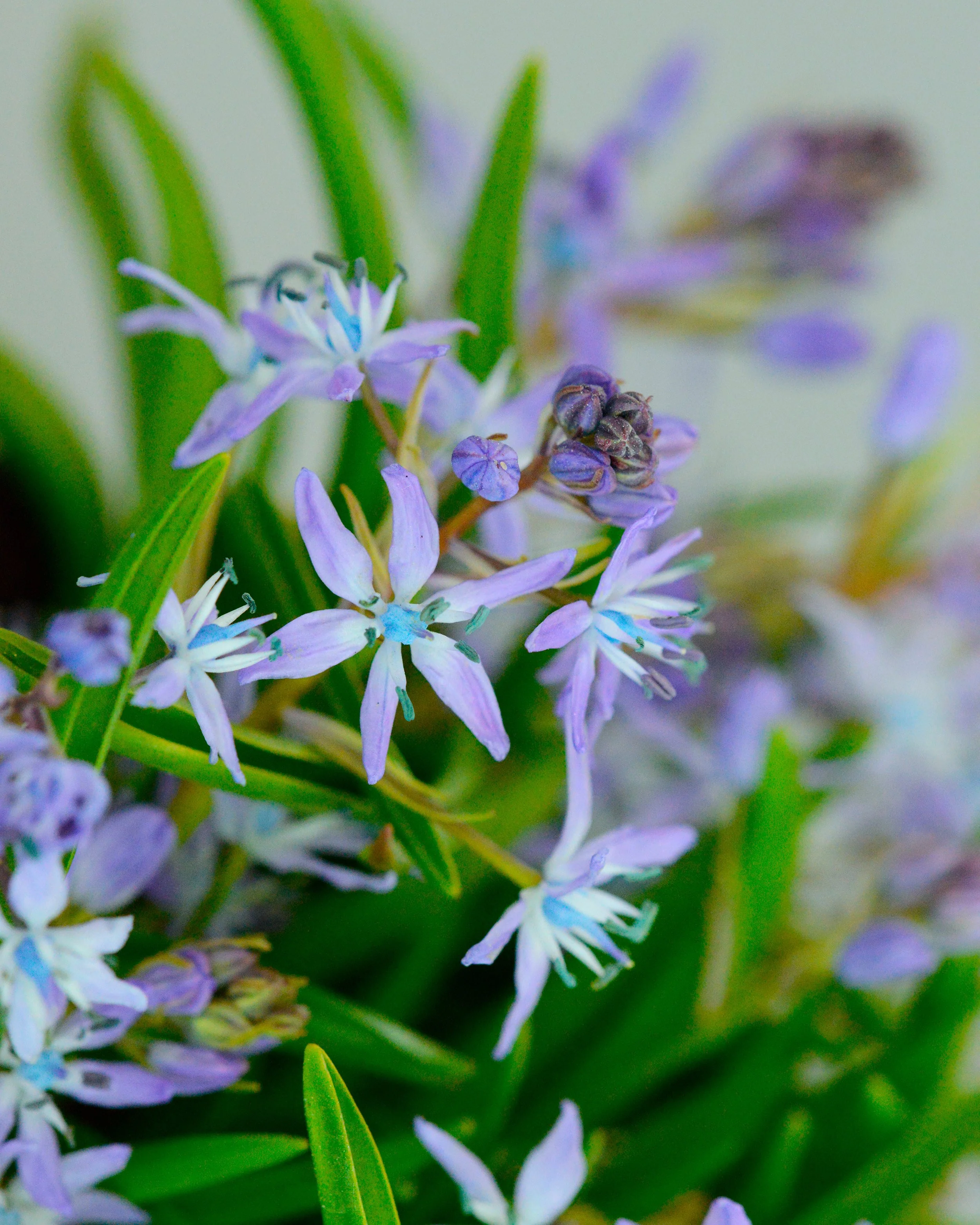 Hyacinthoides italica - Image 2