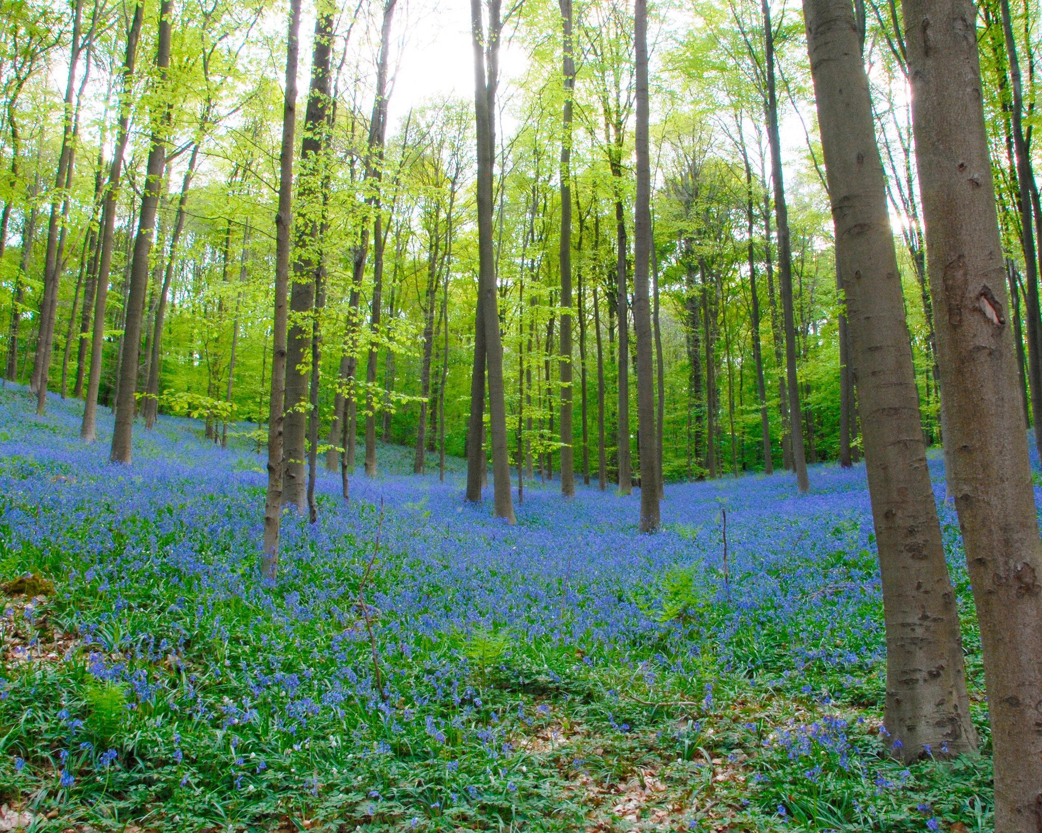 Hyacinthoides non-scripta - Image 3
