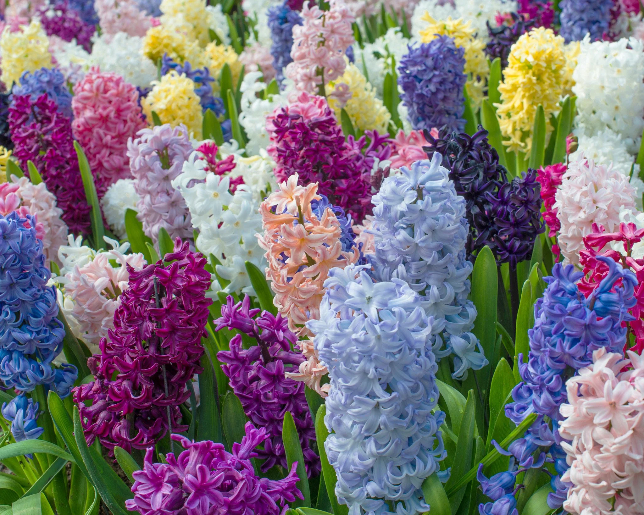 Hyacinth 'Mixed Colours' - Image 3