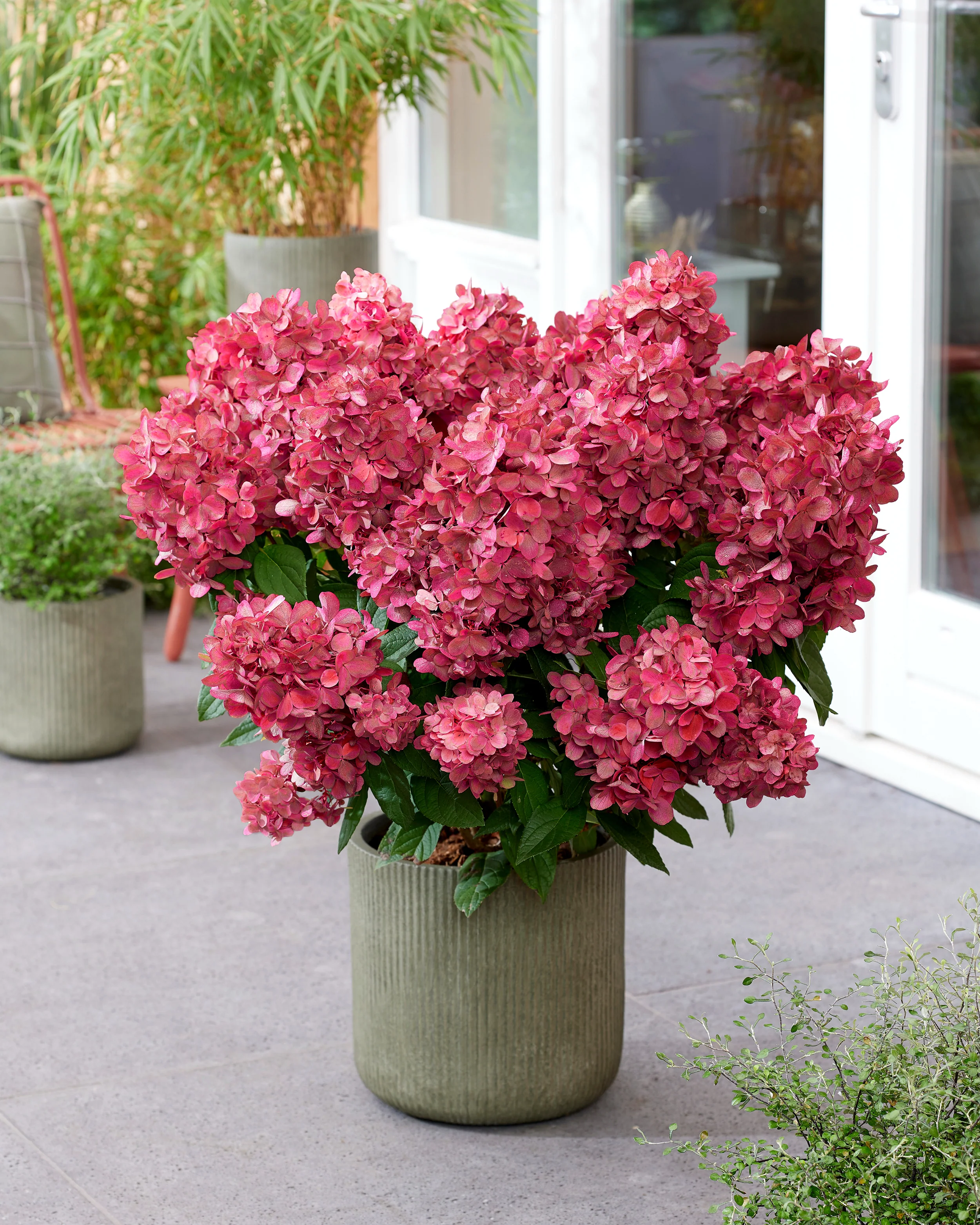 Hydrangea 'Bonfire' - Image 10