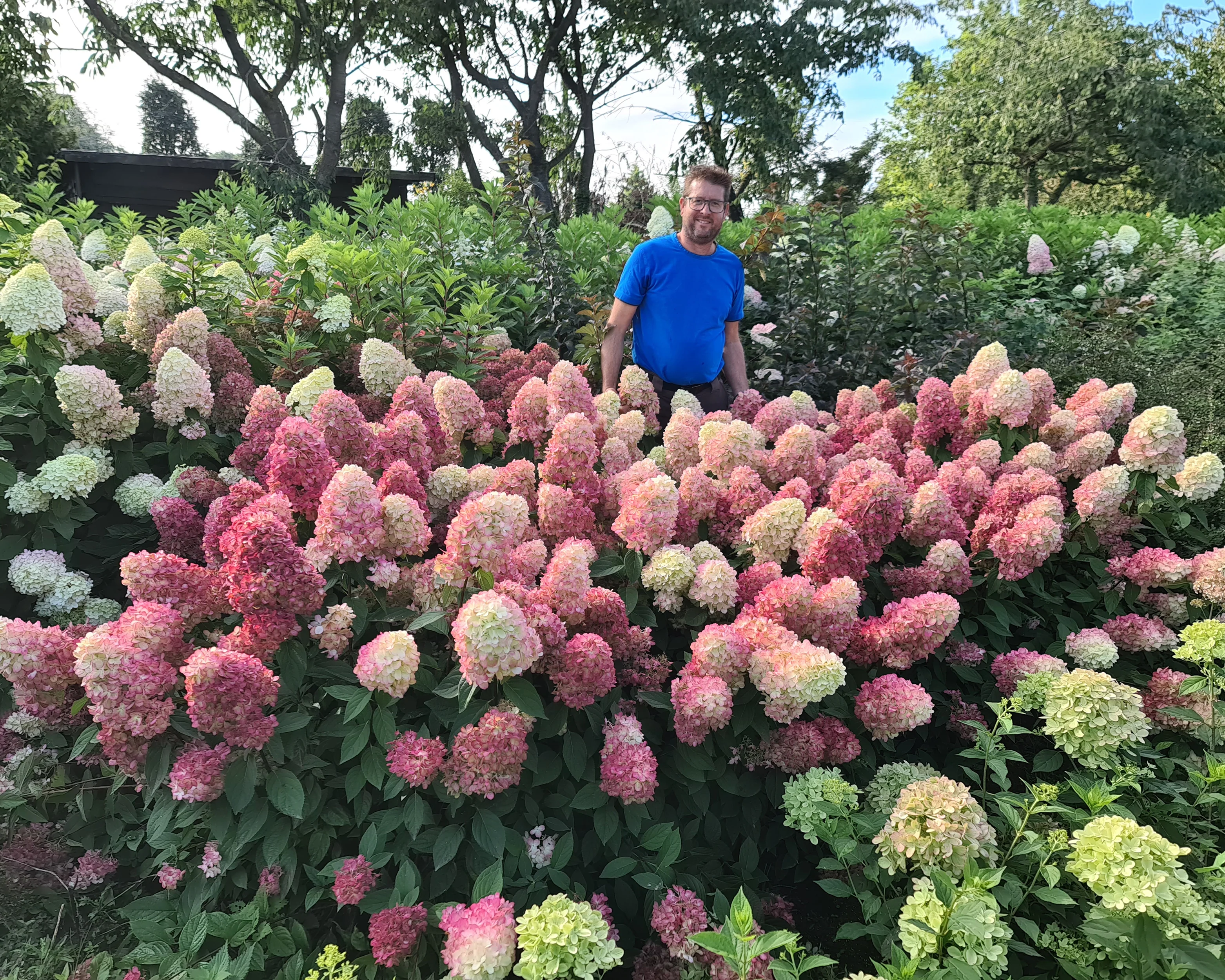 Hydrangea 'Bonfire' - Image 11