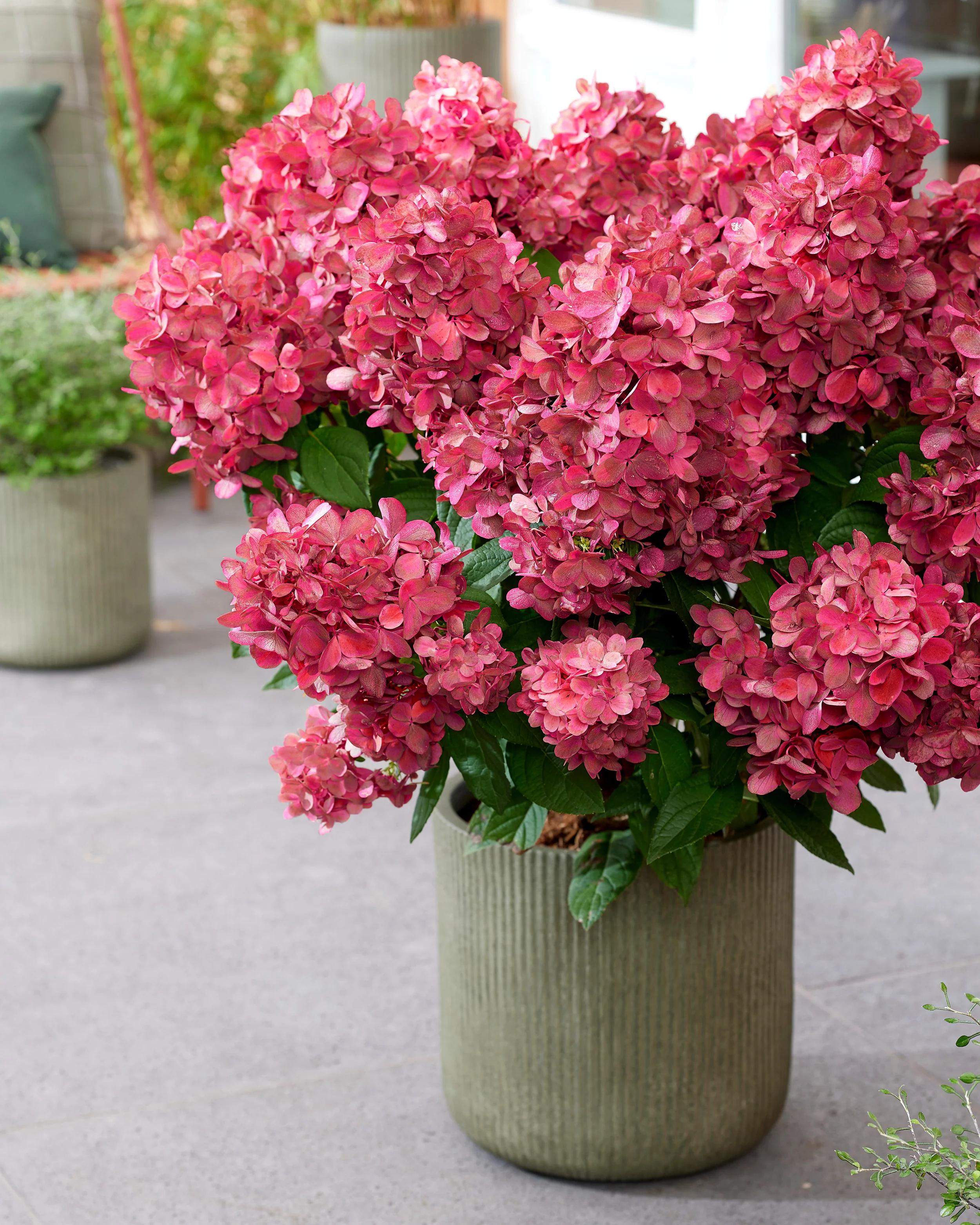 Hydrangea 'Bonfire' - Image 12