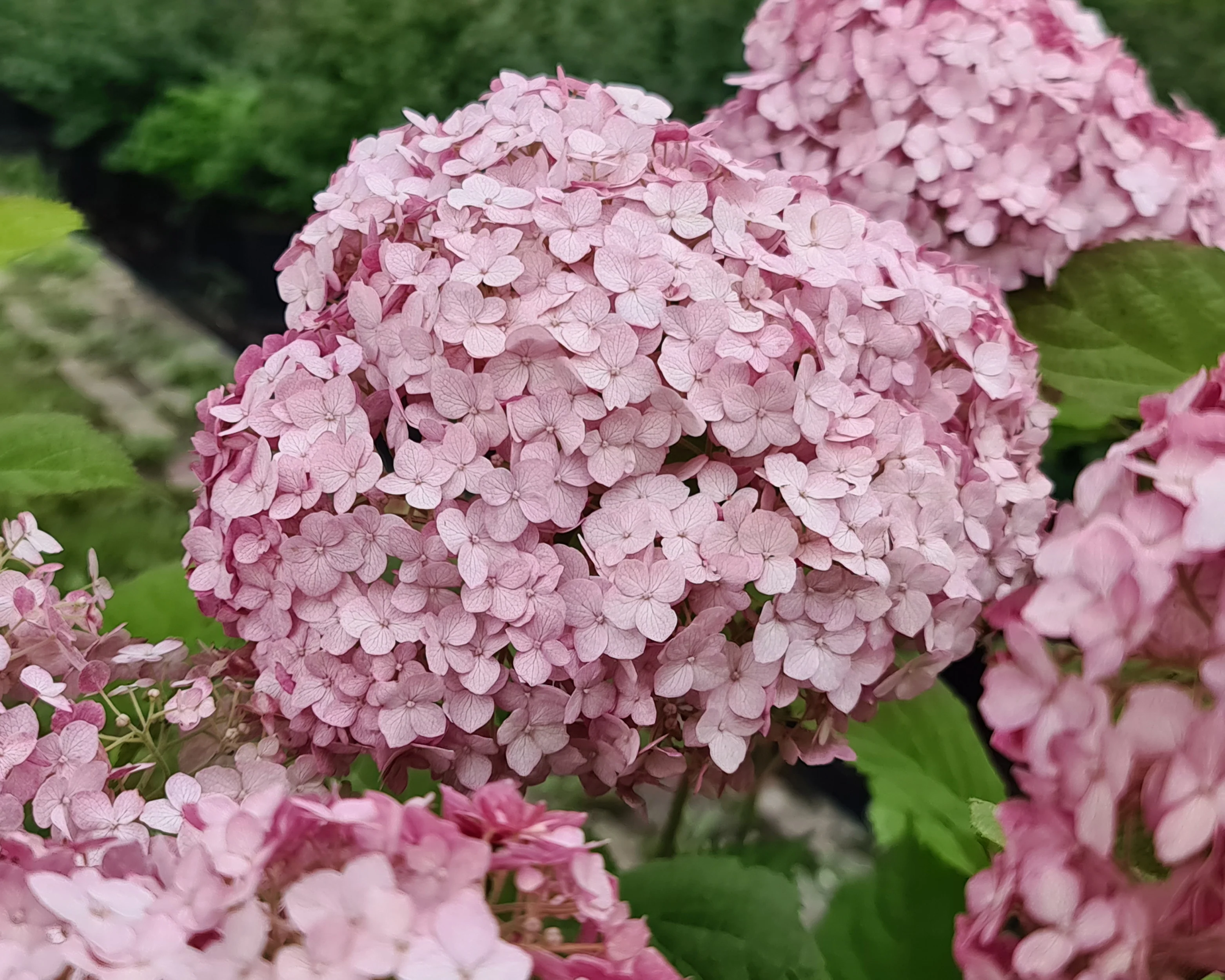 Hydrangea 'Candybelle Bubblegum' - Image 10