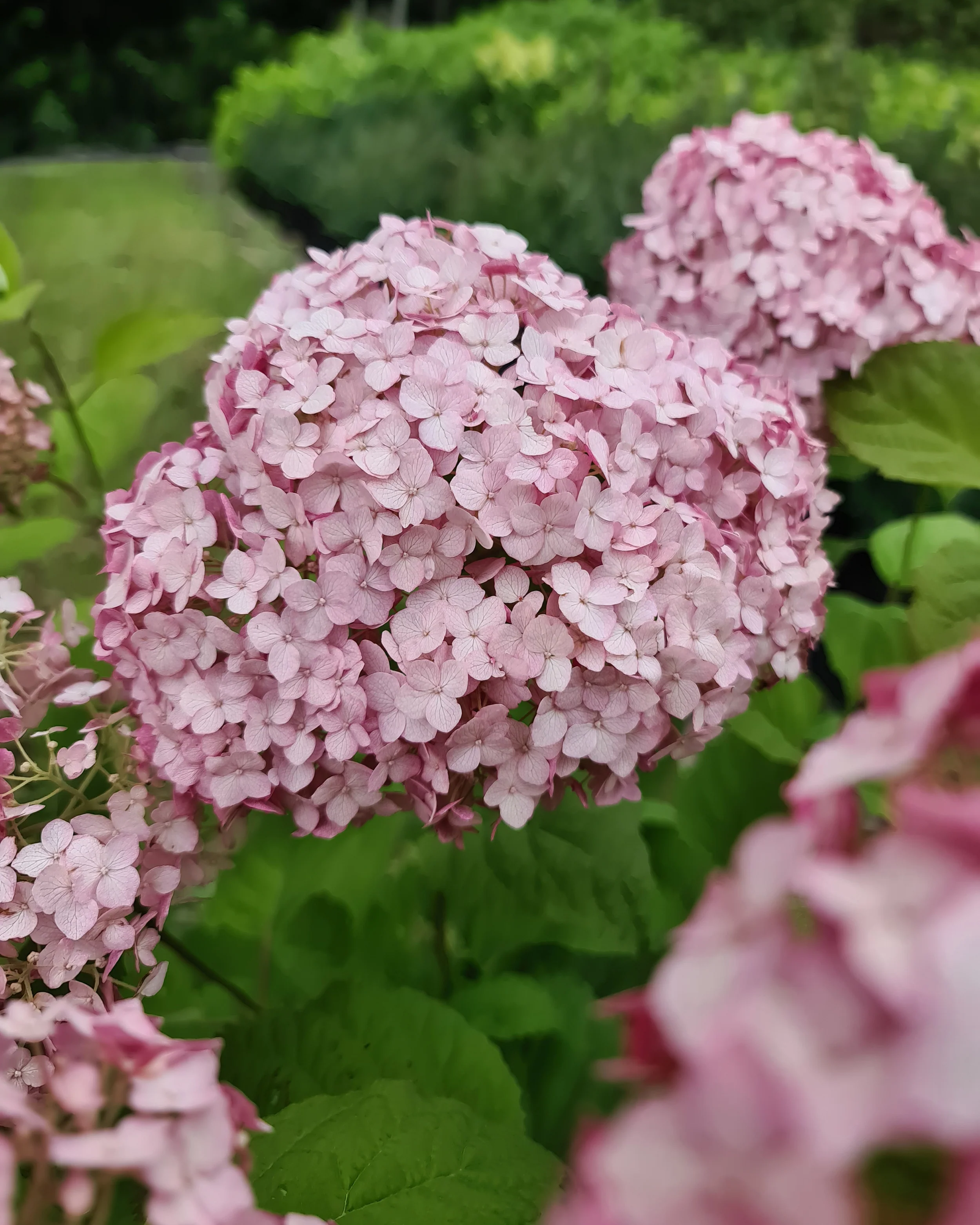 Hydrangea 'Candybelle Bubblegum' - Image 11