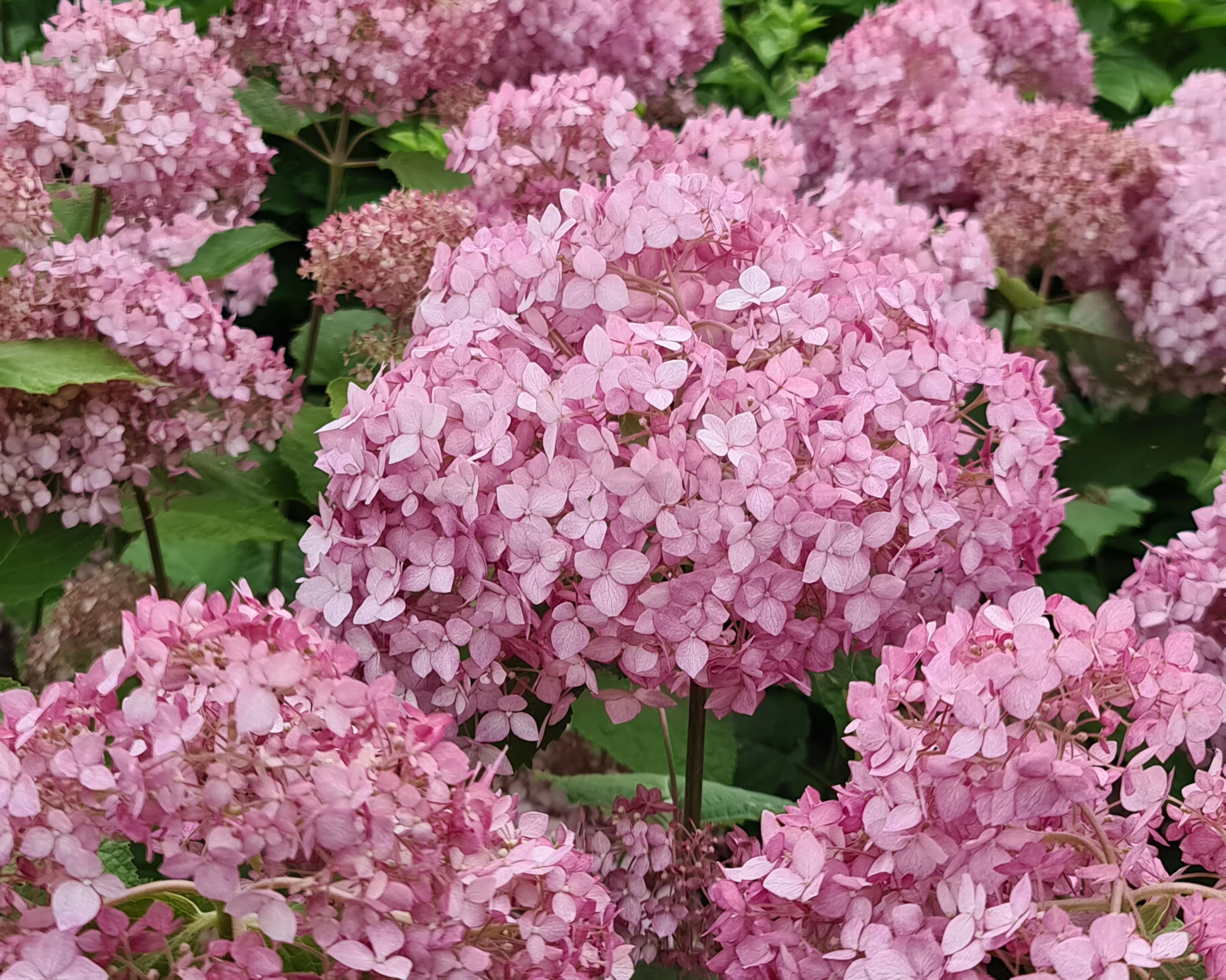 Hydrangea 'Candybelle Bubblegum' - Image 12