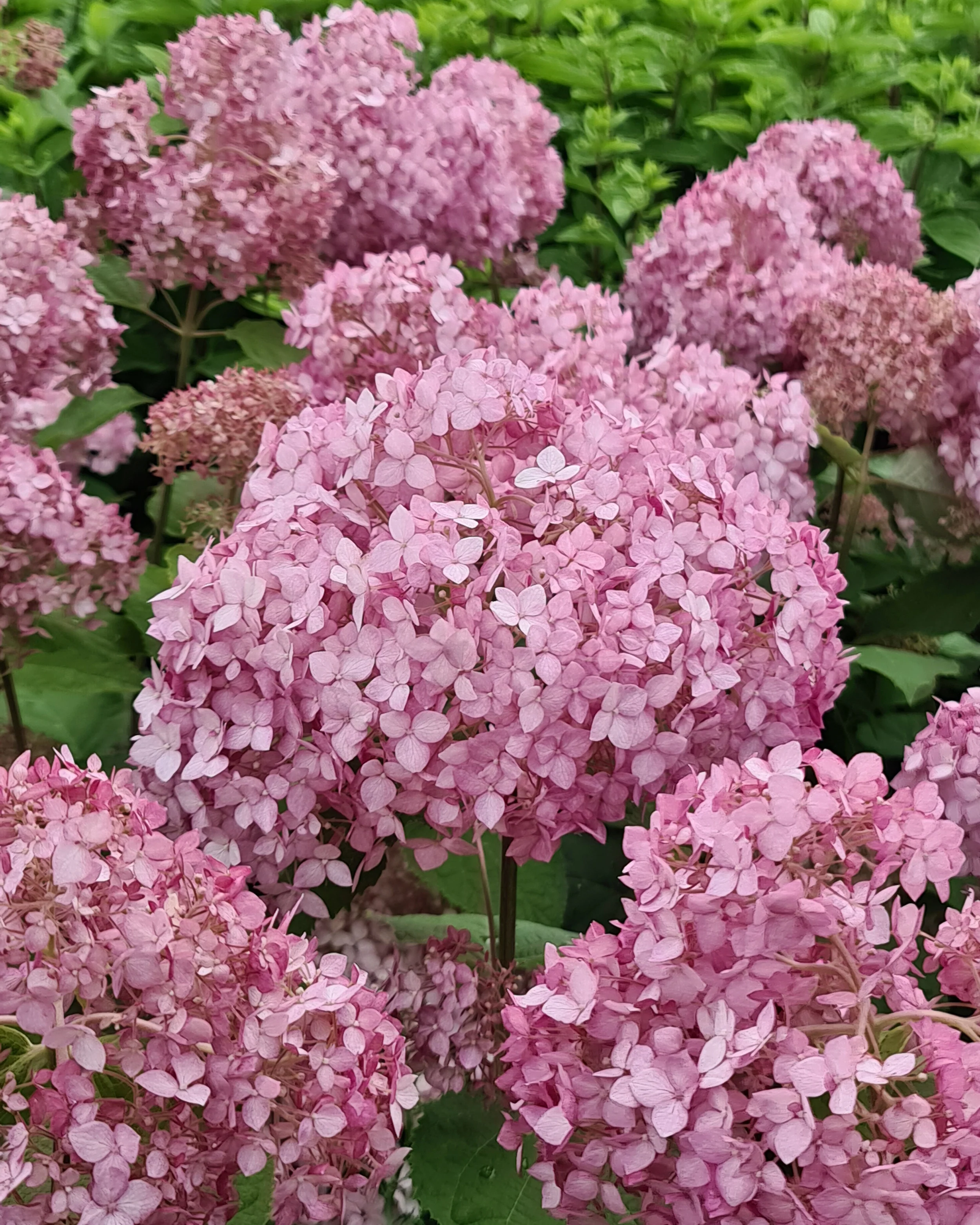 Hydrangea 'Candybelle Bubblegum' - Image 7
