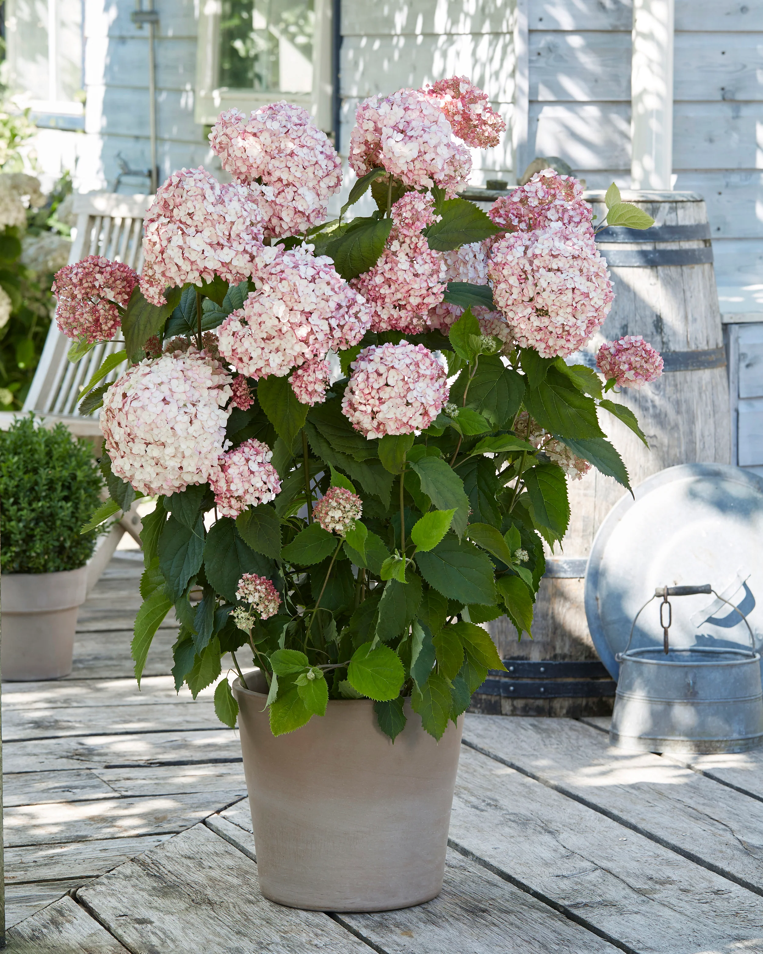 Hydrangea 'Candybelle Bubblegum' - Image 8