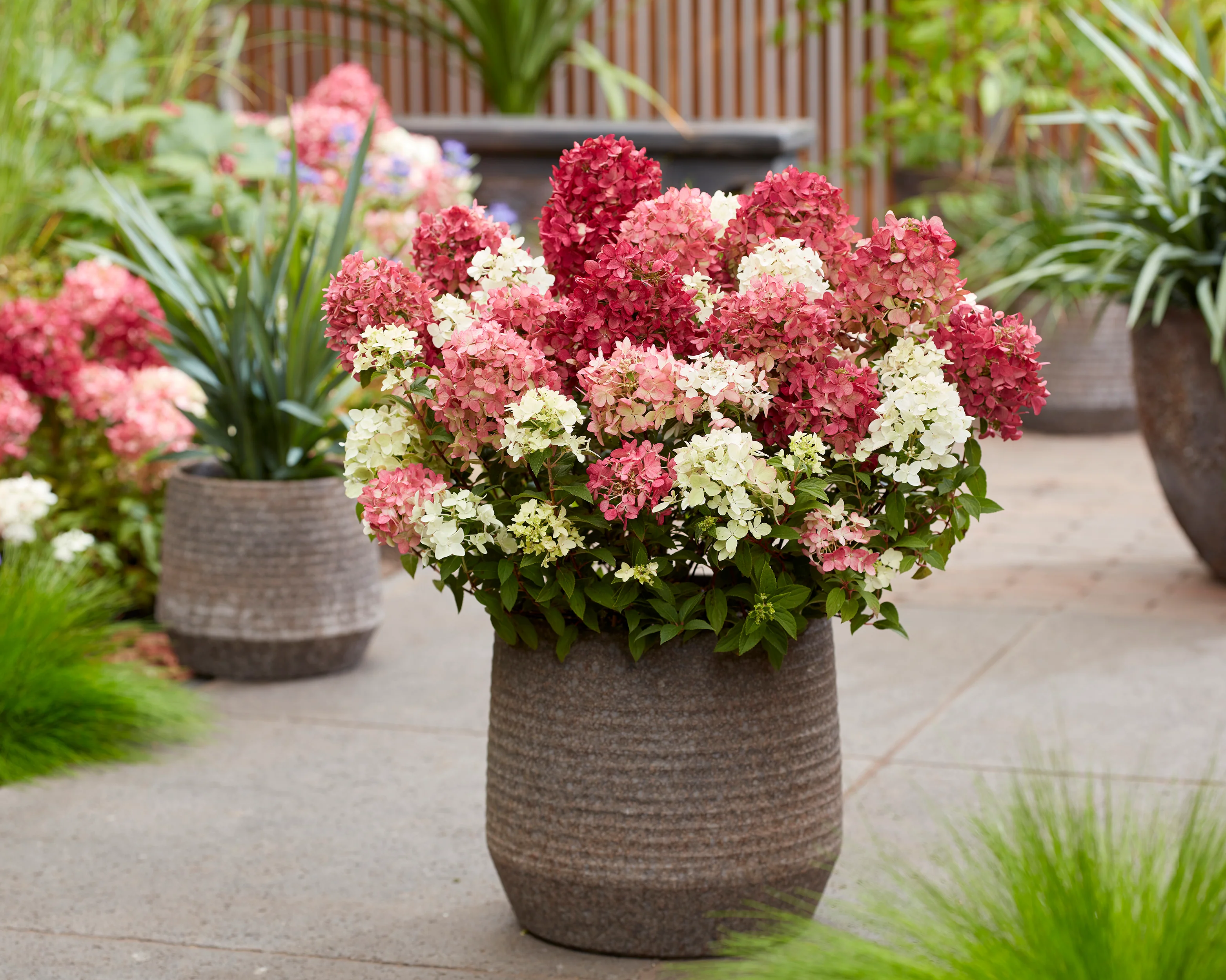 Hydrangea 'Groundbreaker Ruby' - Image 7
