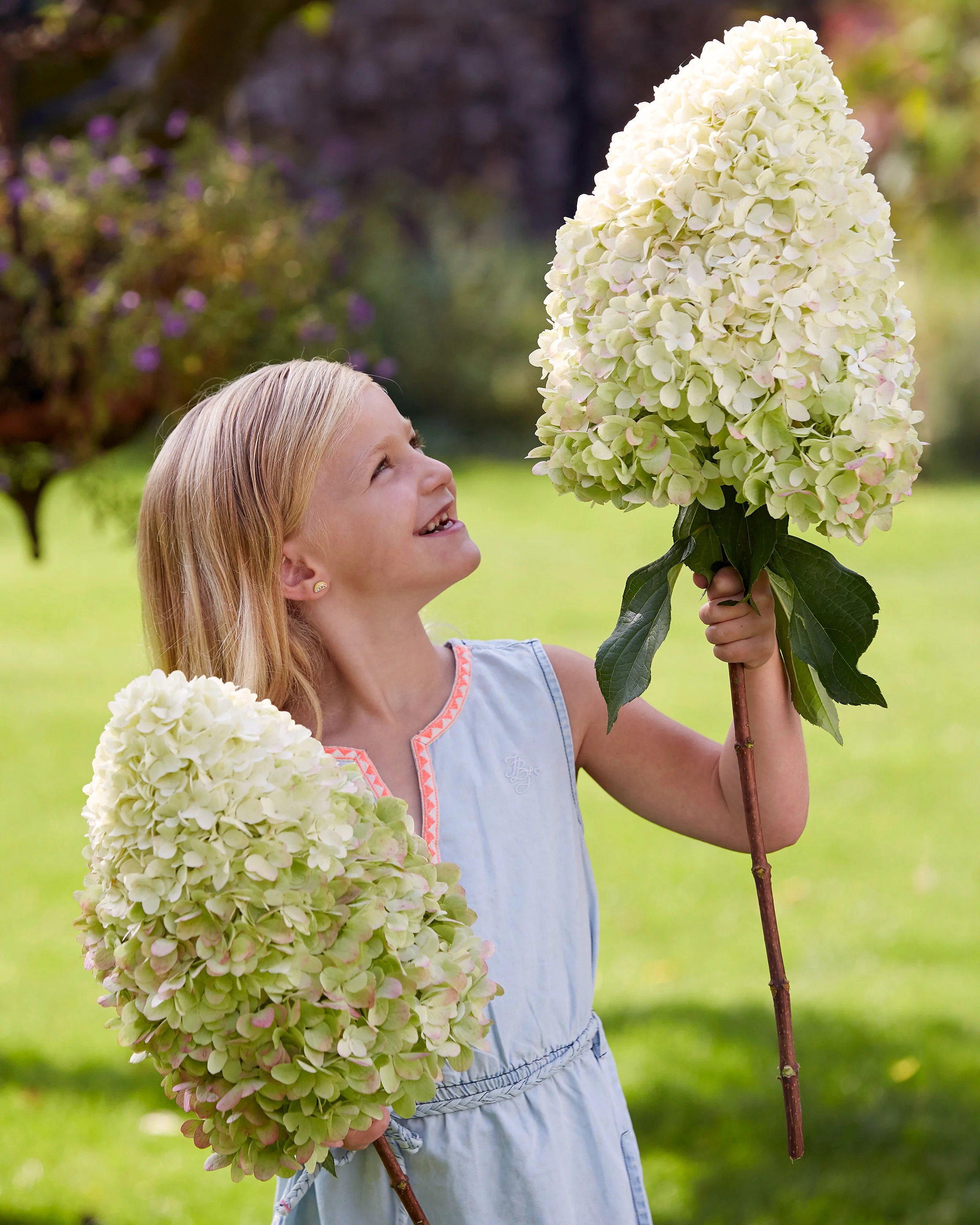 Hydrangea 'Hercules'