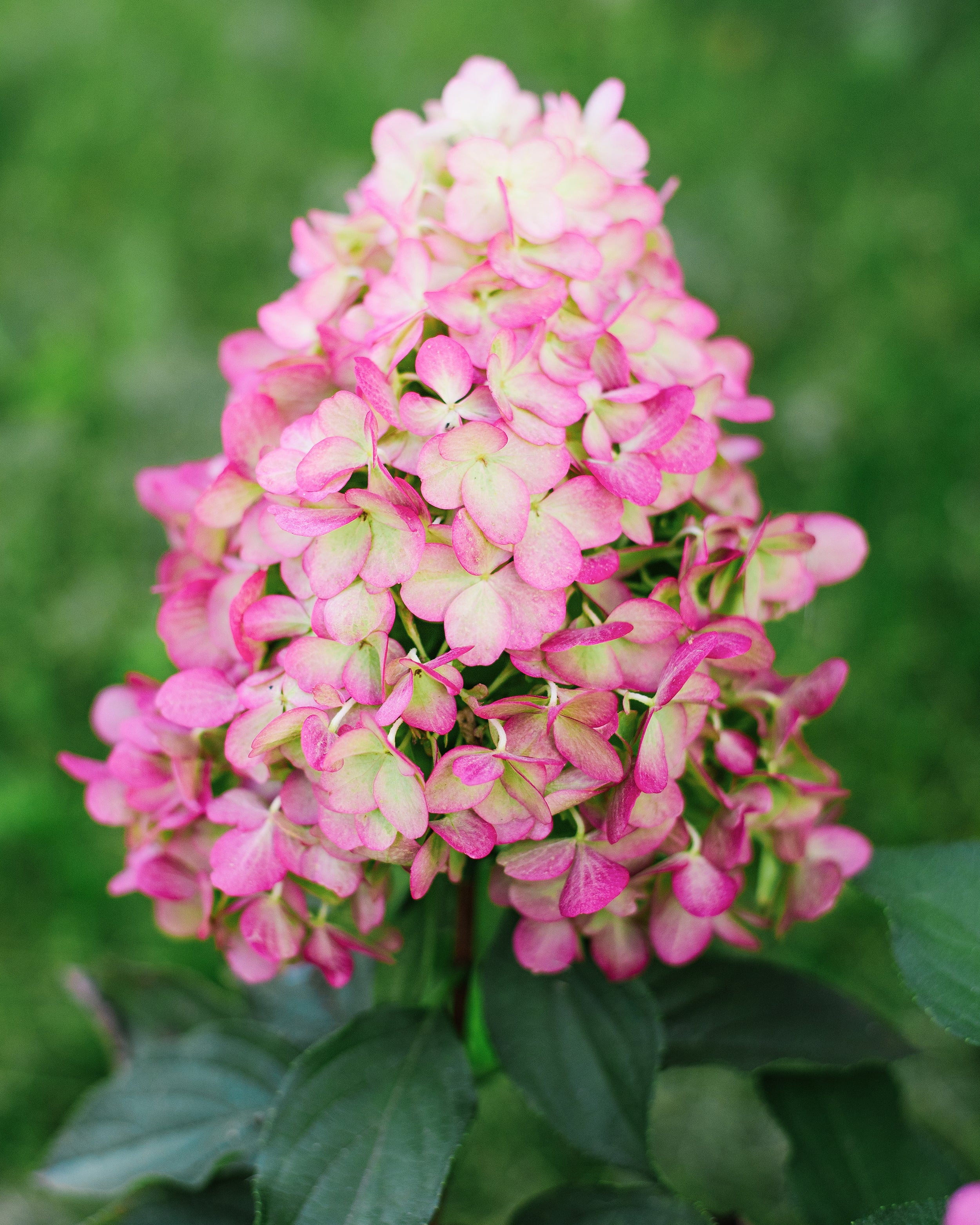 Hydrangea 'Hercules' - Image 9