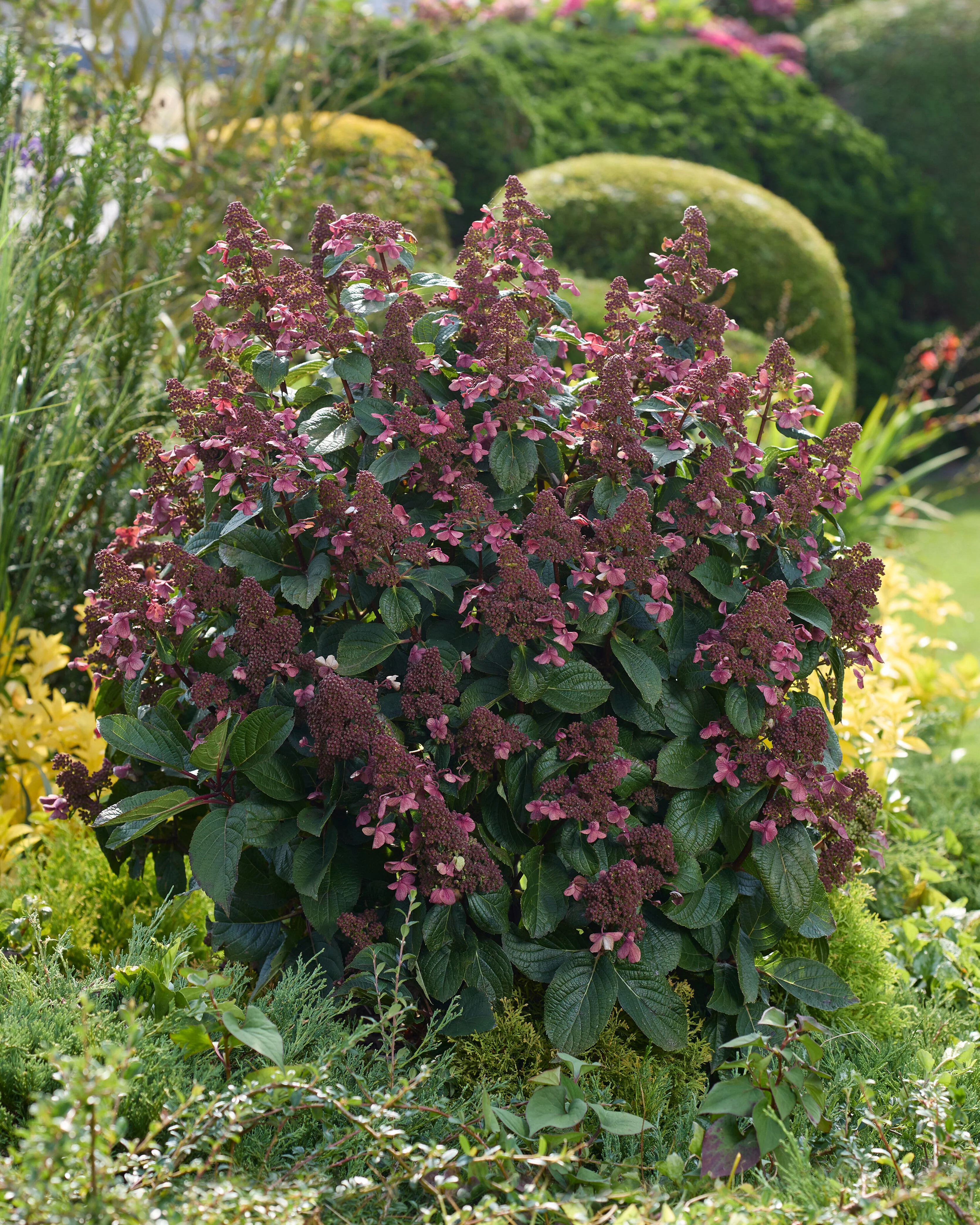 Hydrangea 'Living Infinity'