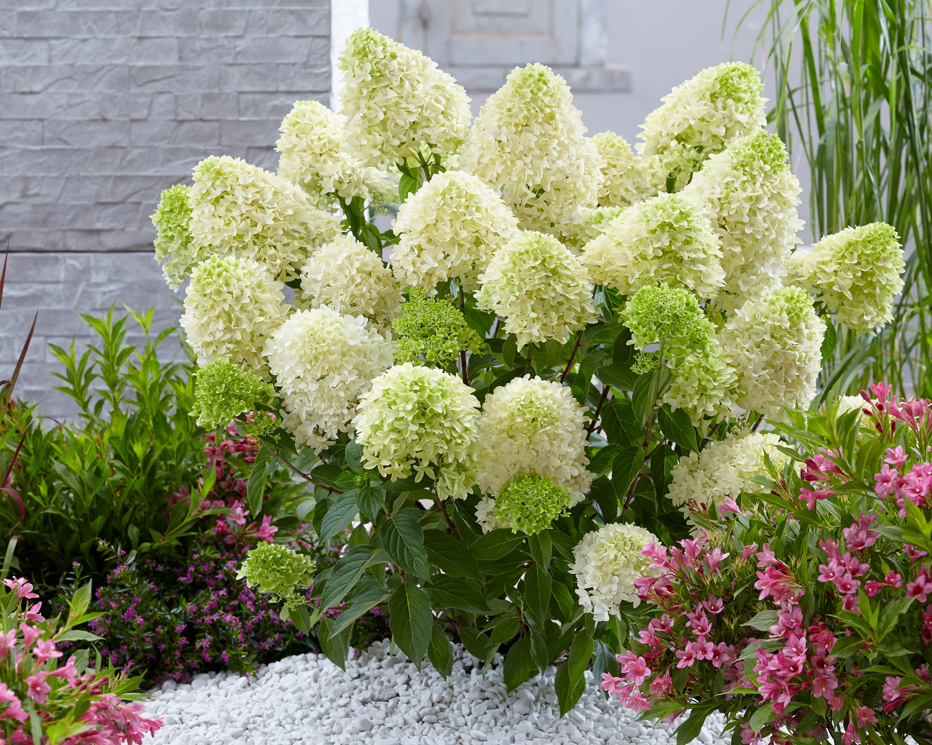 Hydrangea 'Skyfall' - Image 16
