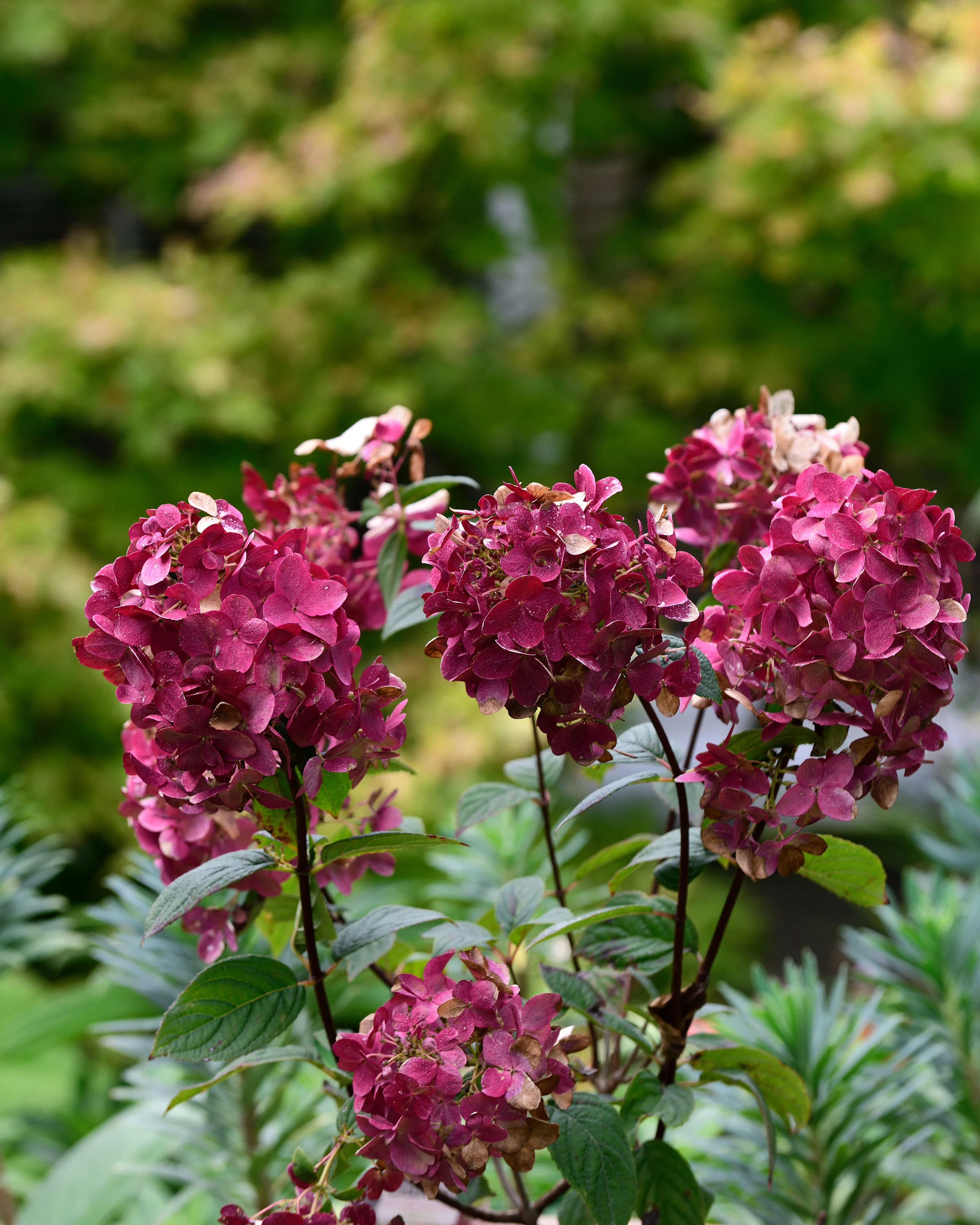 Hydrangea 'Wim's Red' - Image 5